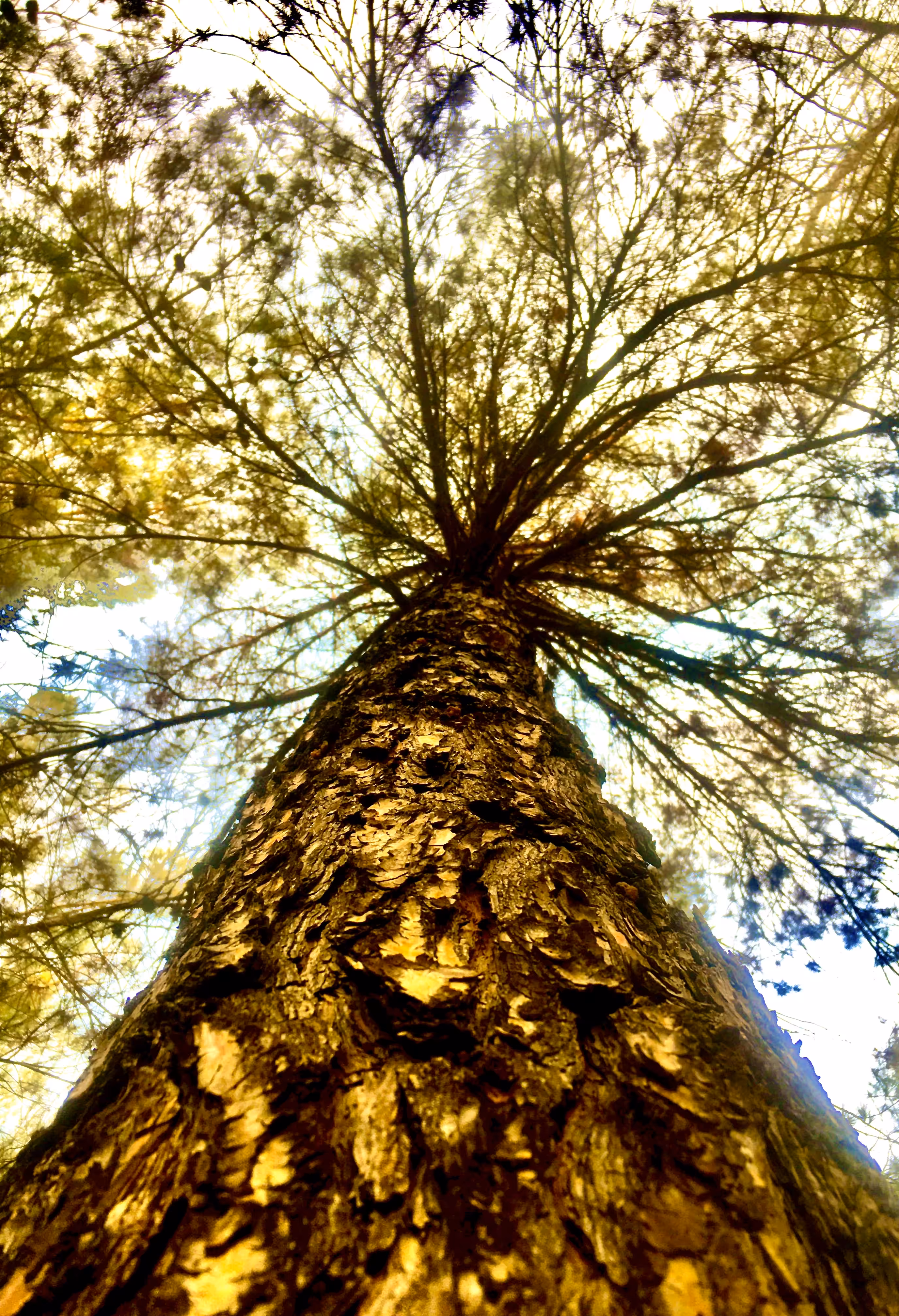 "Tree highway"