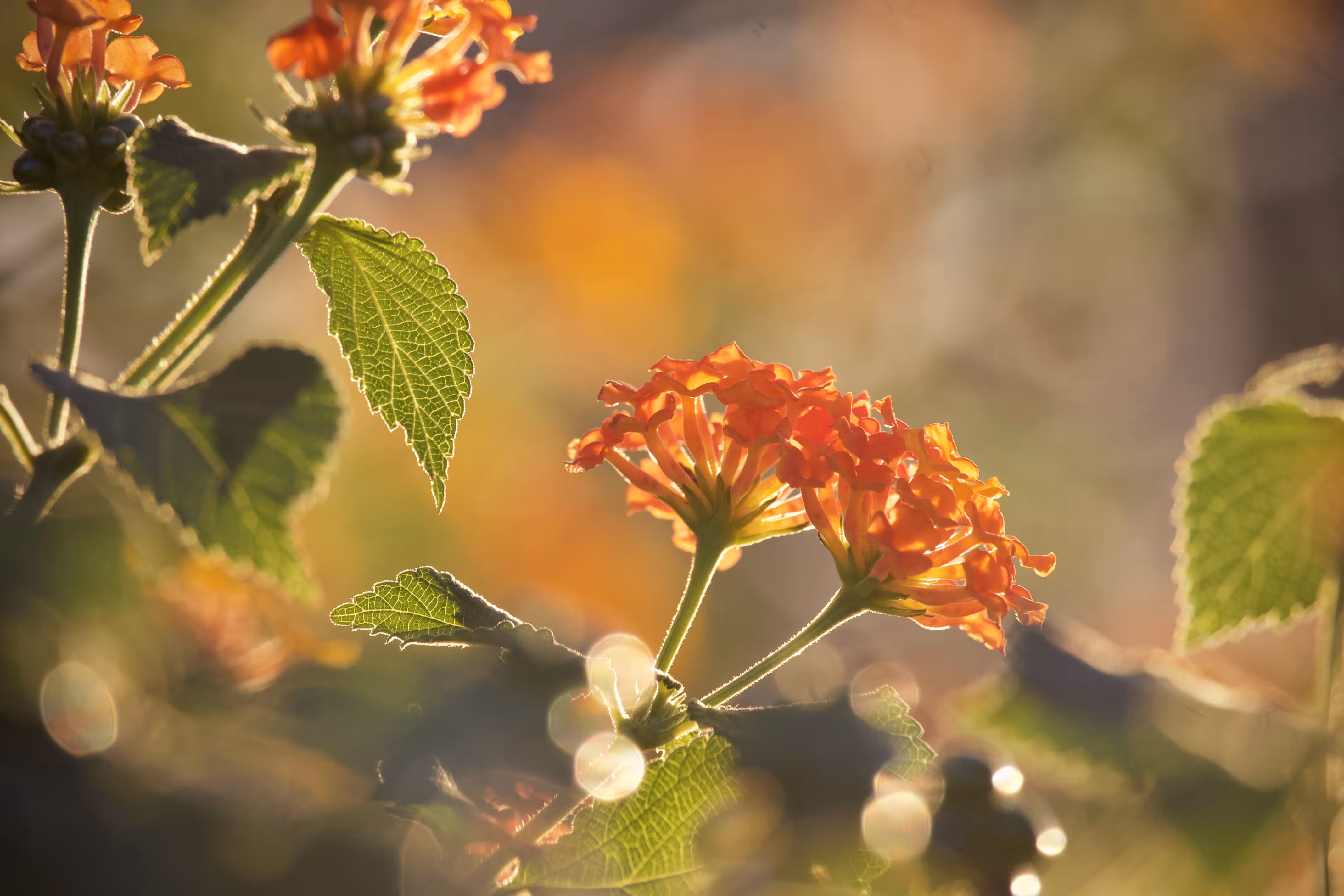 Sun Dance