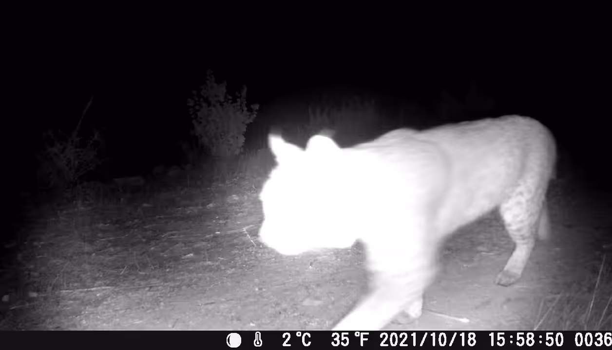 BOBCAT KISSING THE CAMERA