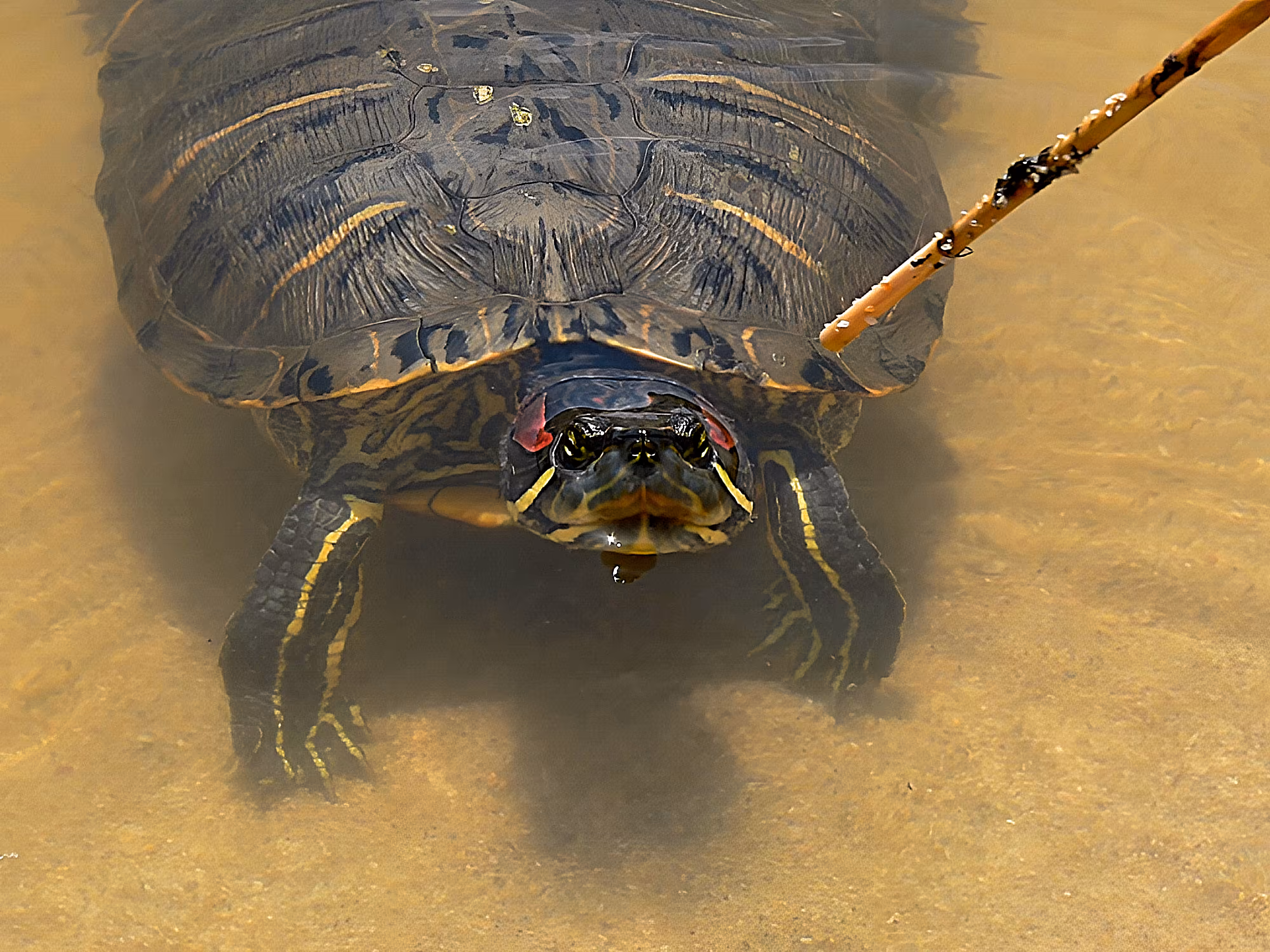 turtle come closer