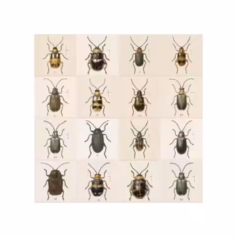 confusing coleopterists g004285 4x4