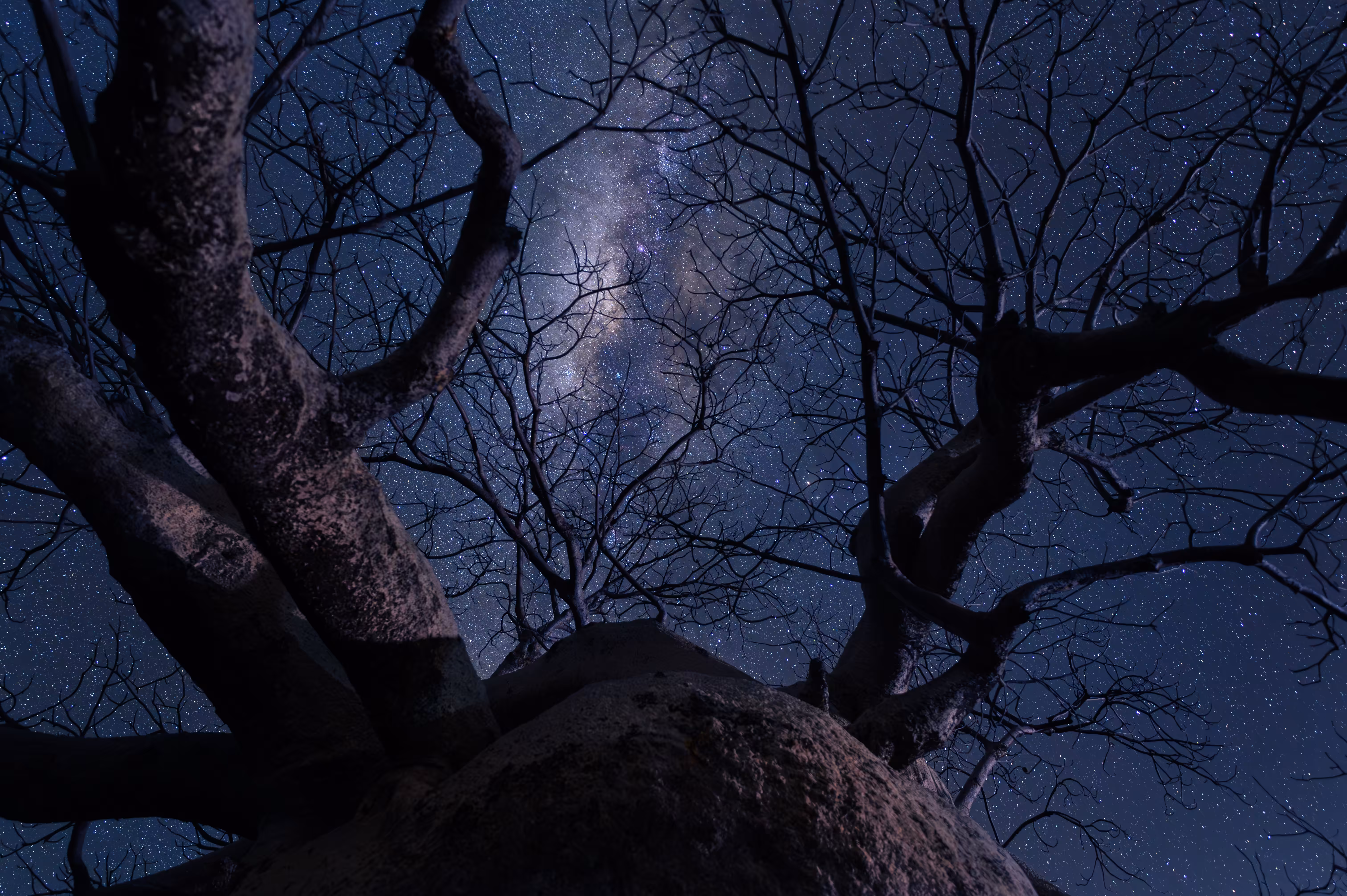 AstroTree