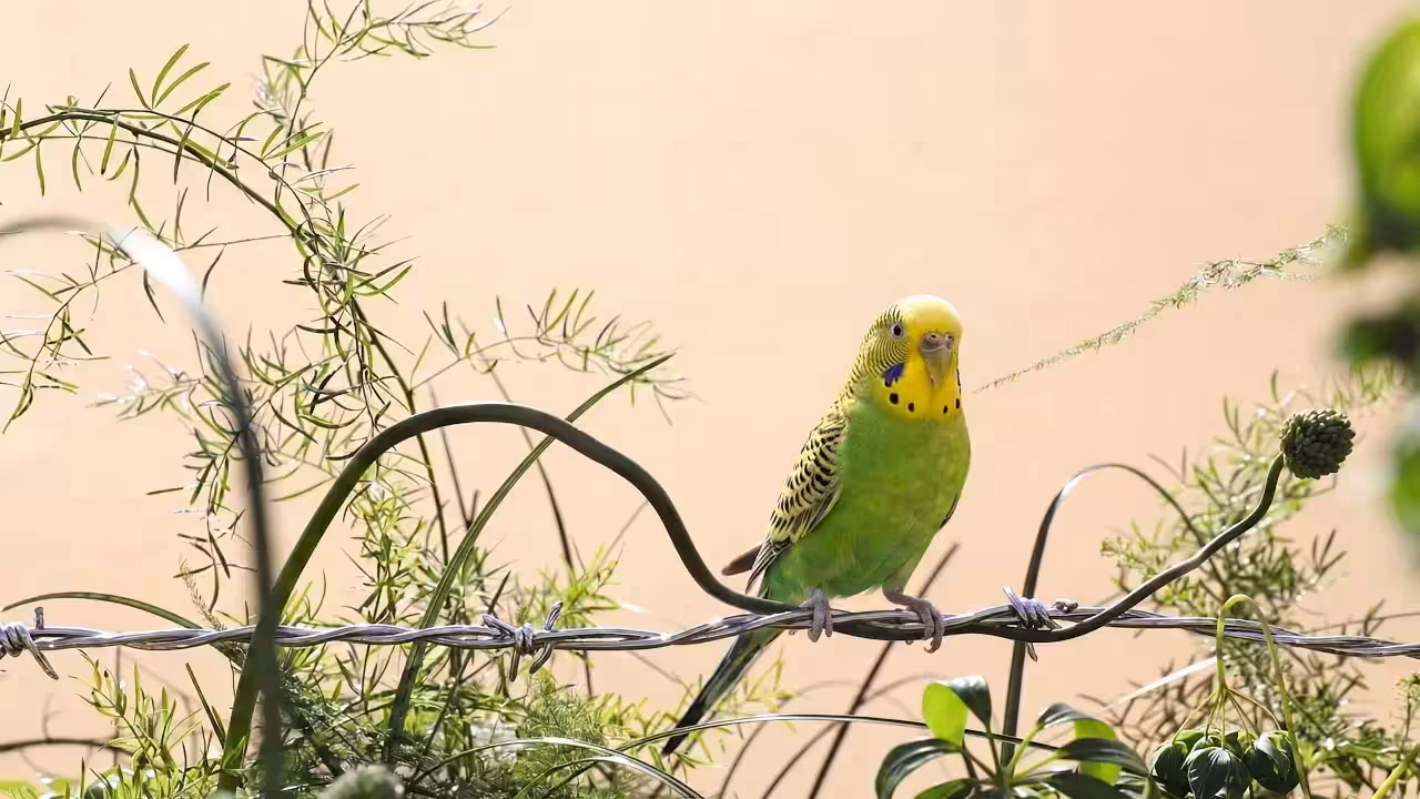 Kiwi, In the Tangle