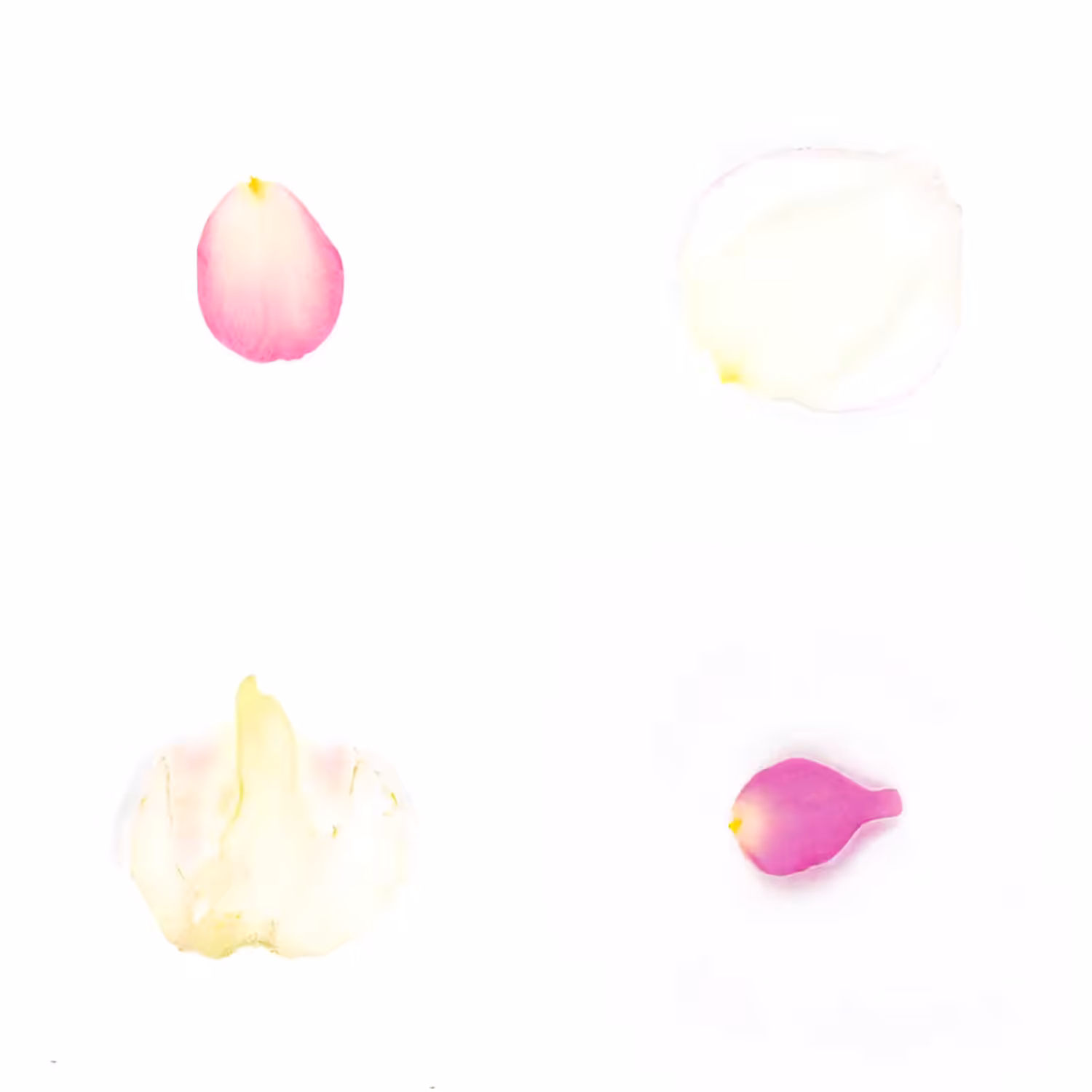 Infinite Petals 2x2#3865
