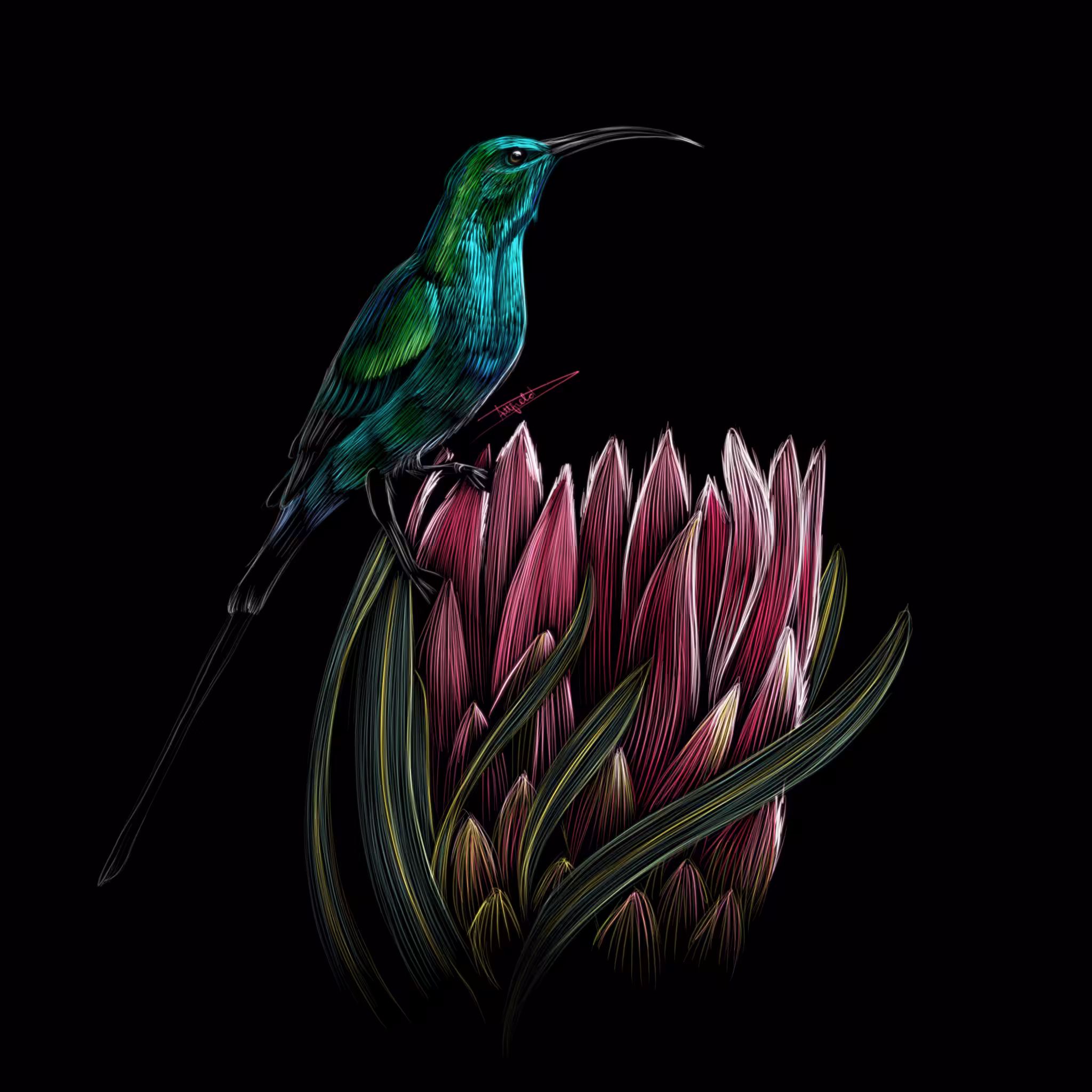 Sunbird on a Protea