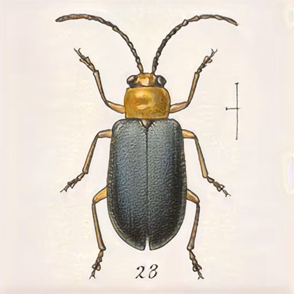 rare.bugs / RBGS_000