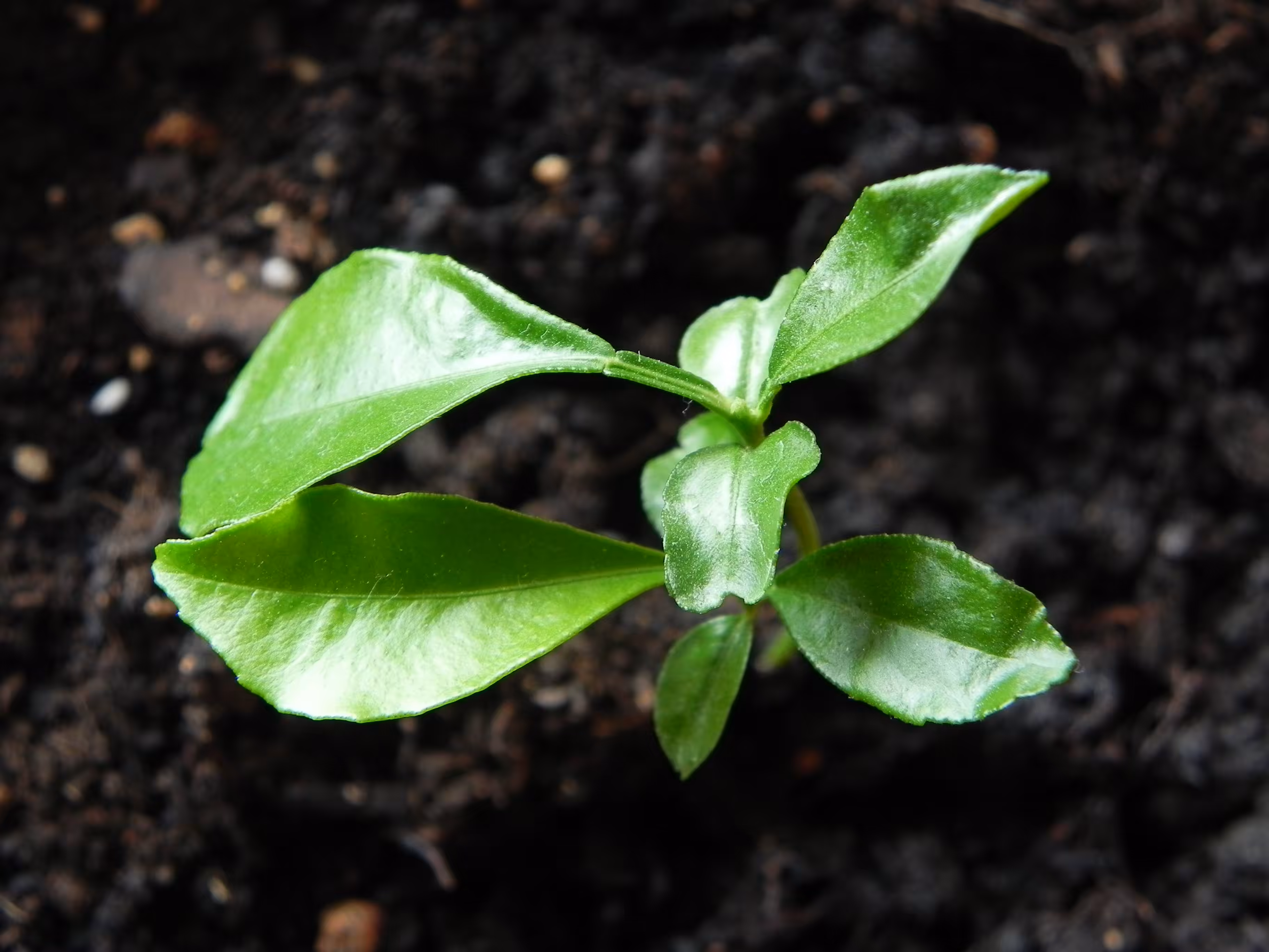 New life