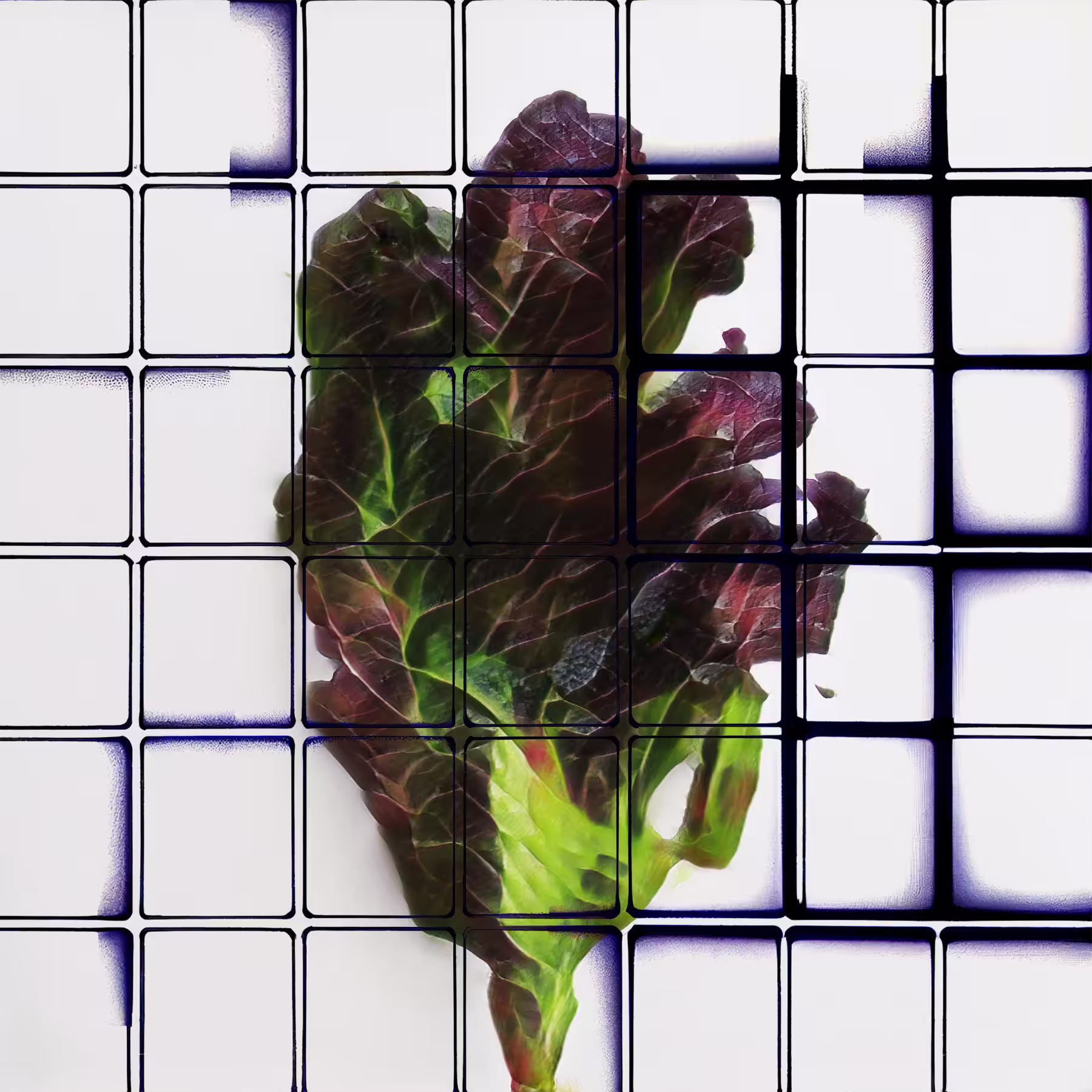 Fractio Purpurea