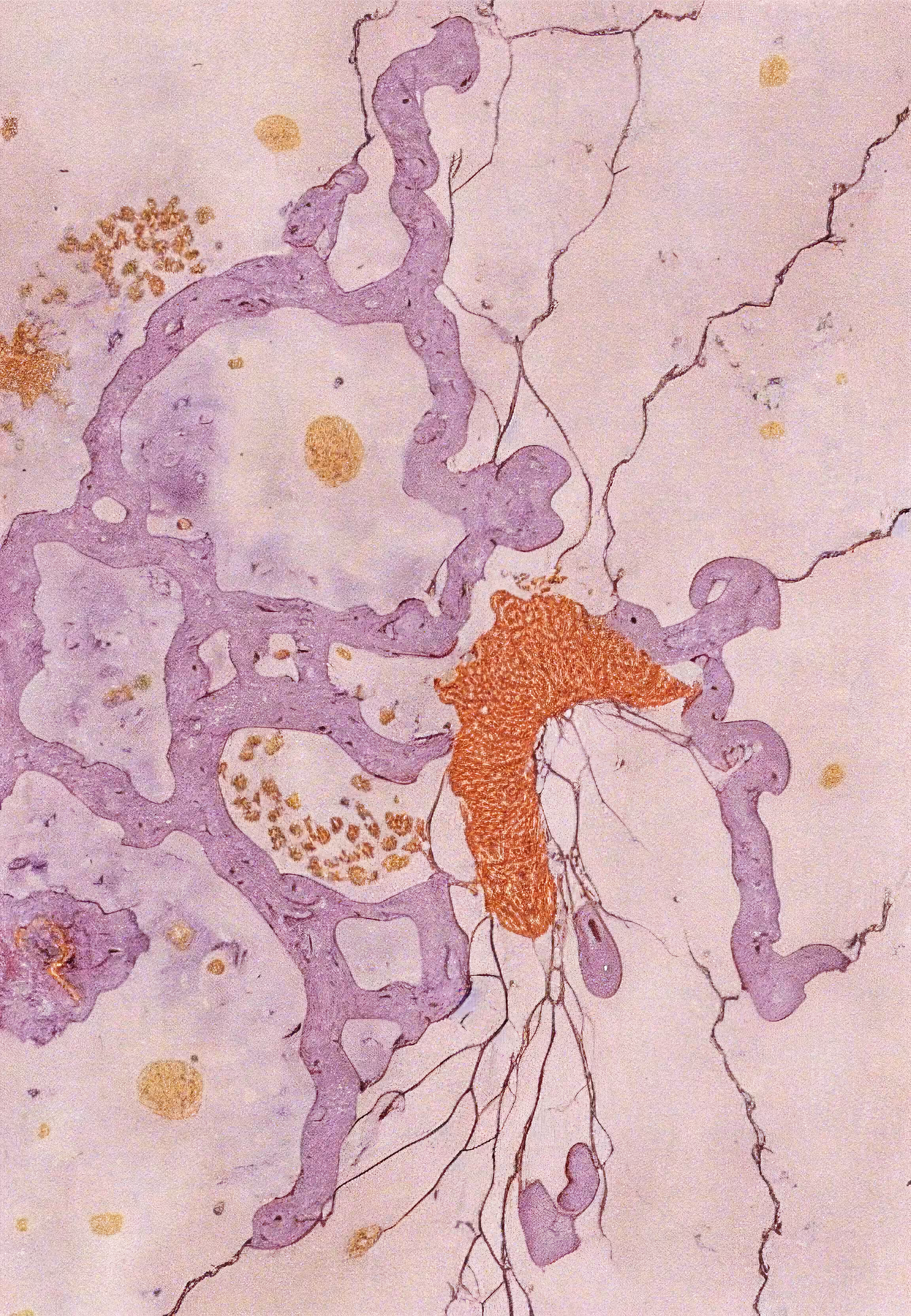 Histologia In Silico #194