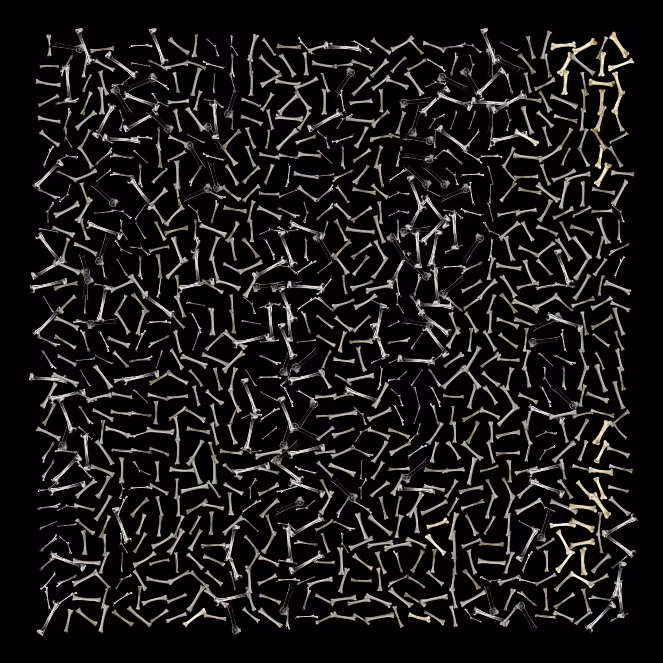 Panel B1