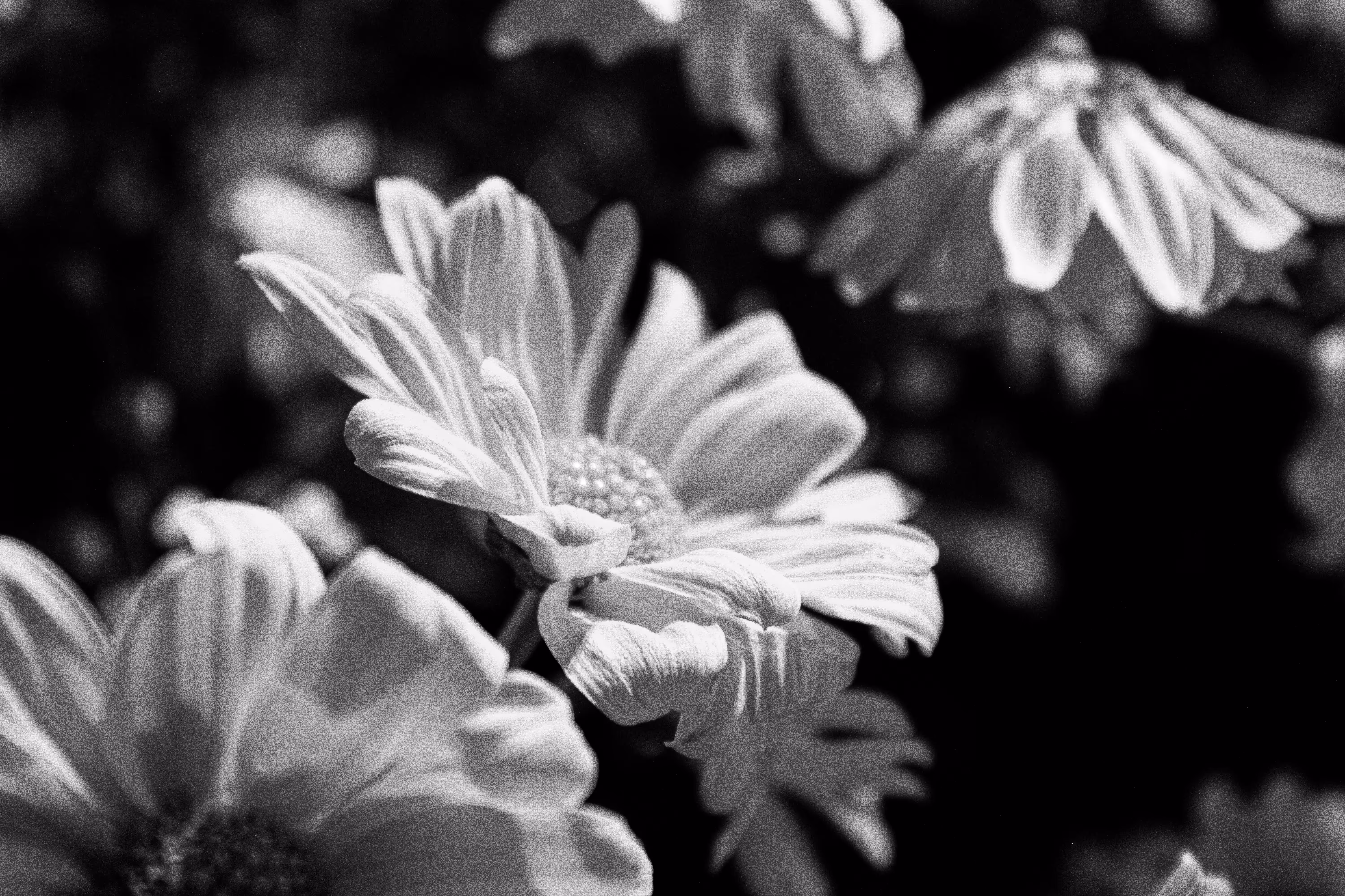 Daisies in Black And White