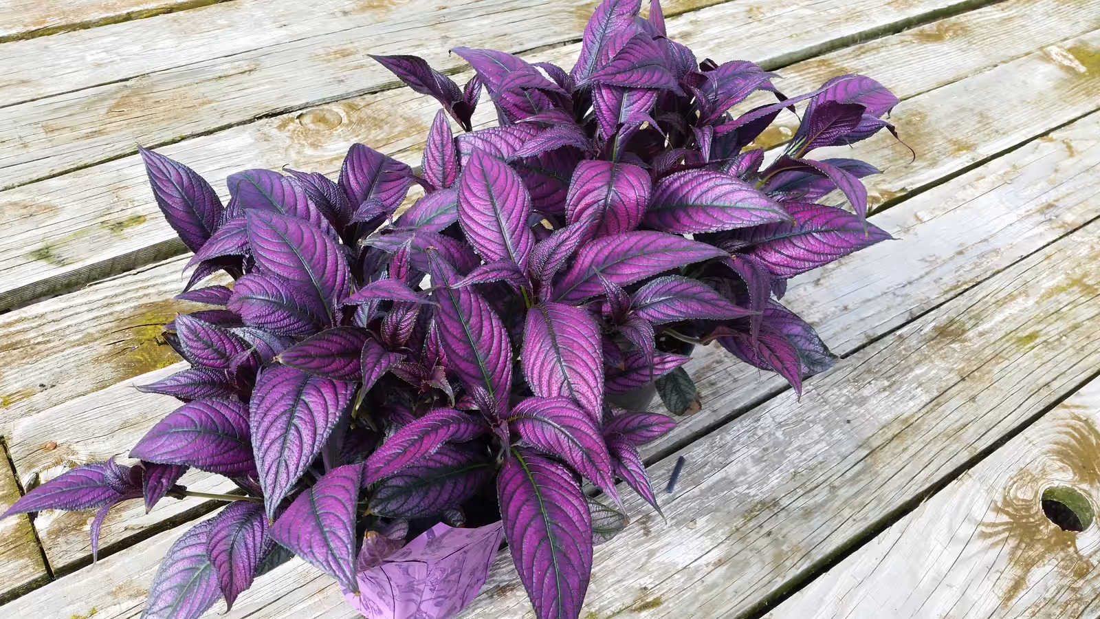 Persian Shield