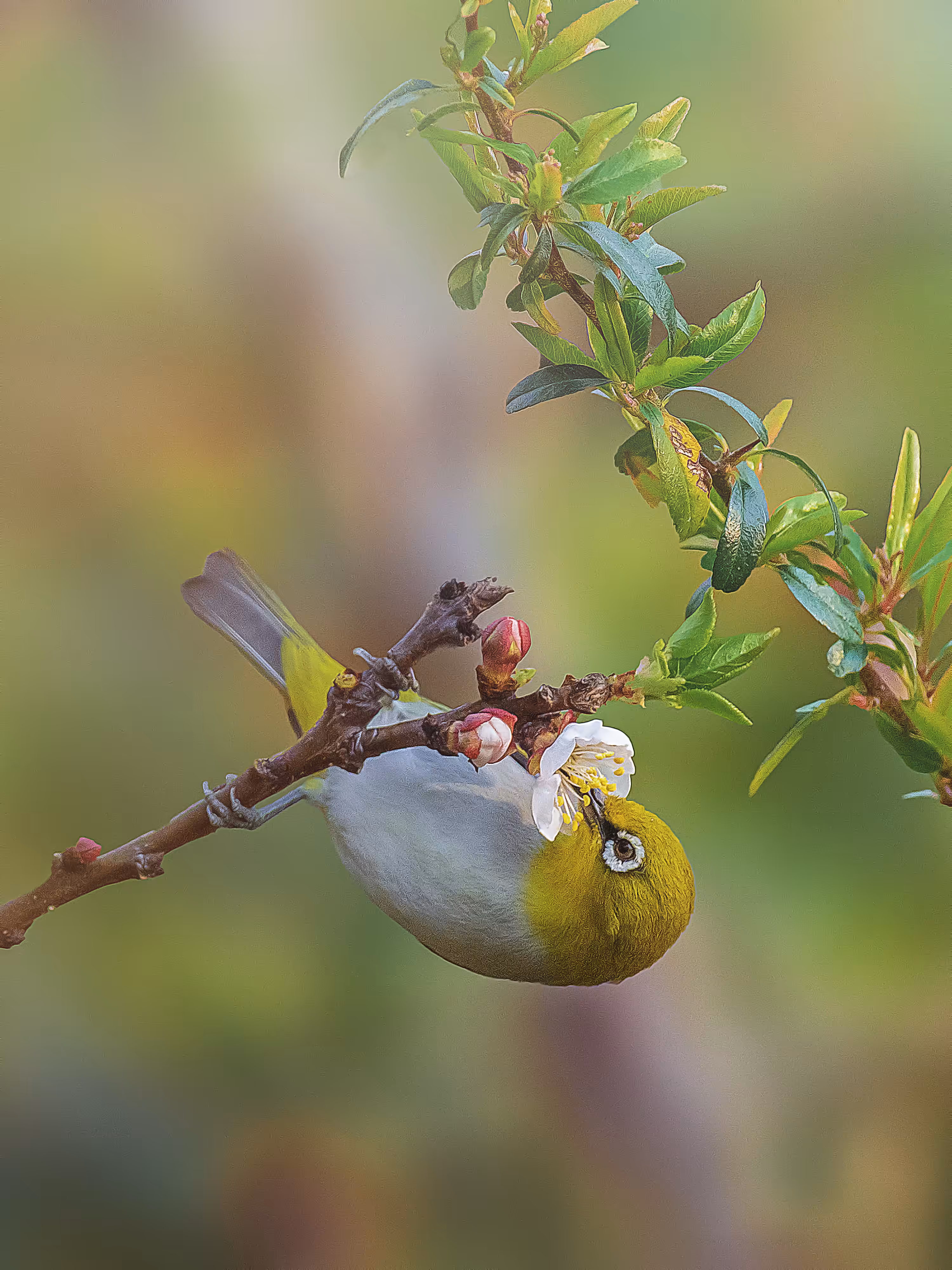 Oriental White-Eye 