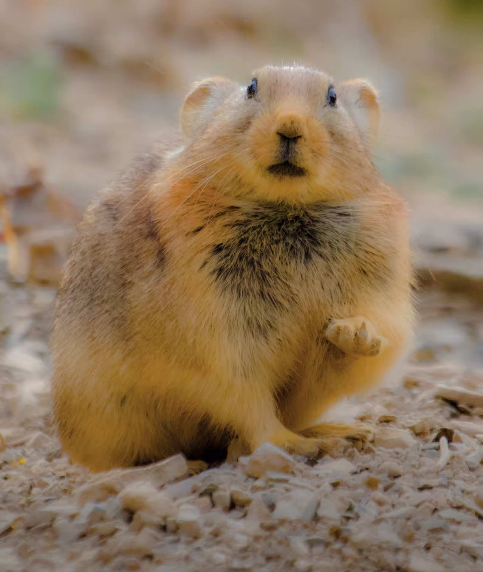 Cute pika 