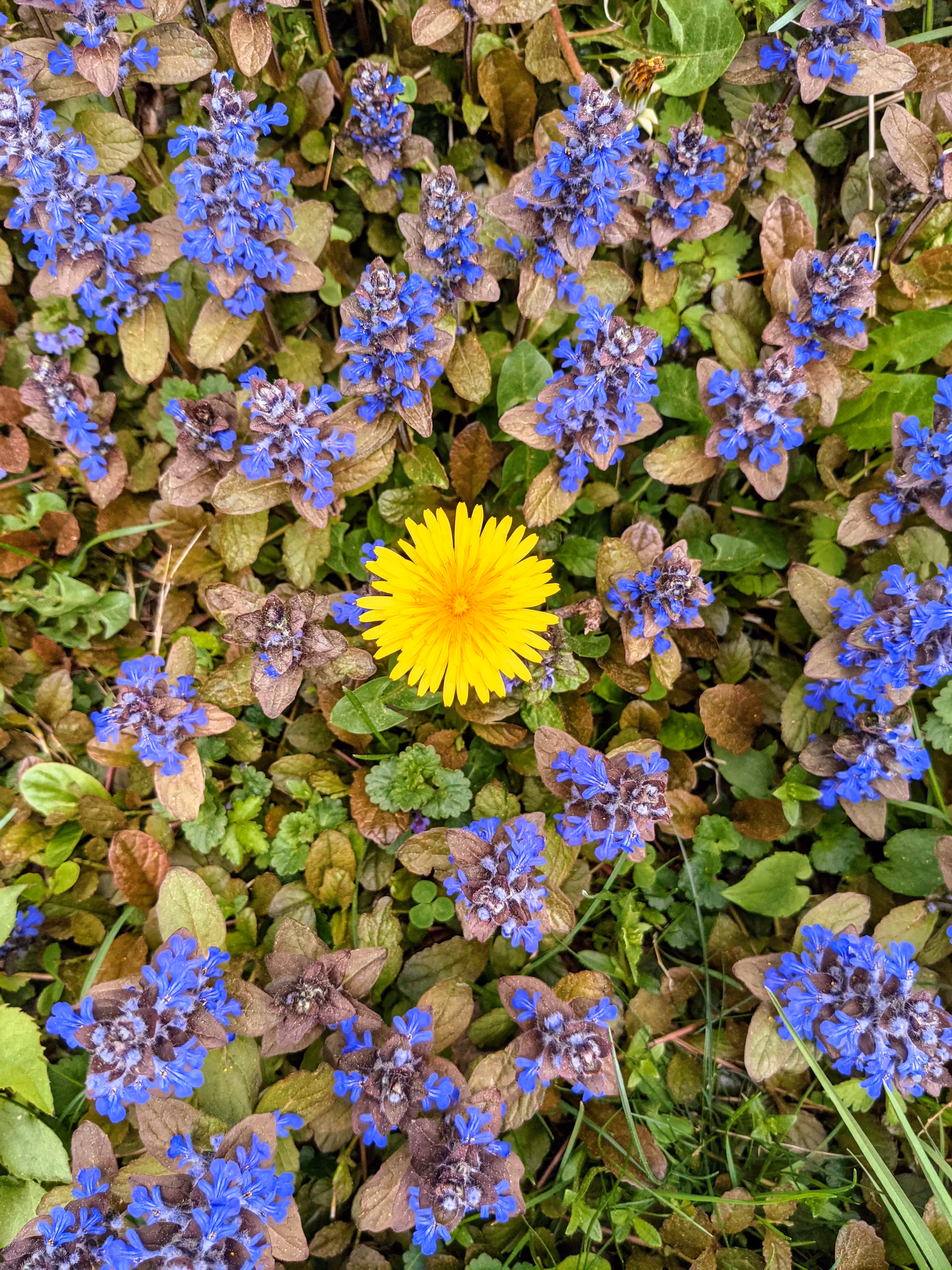 Weed among Flowers