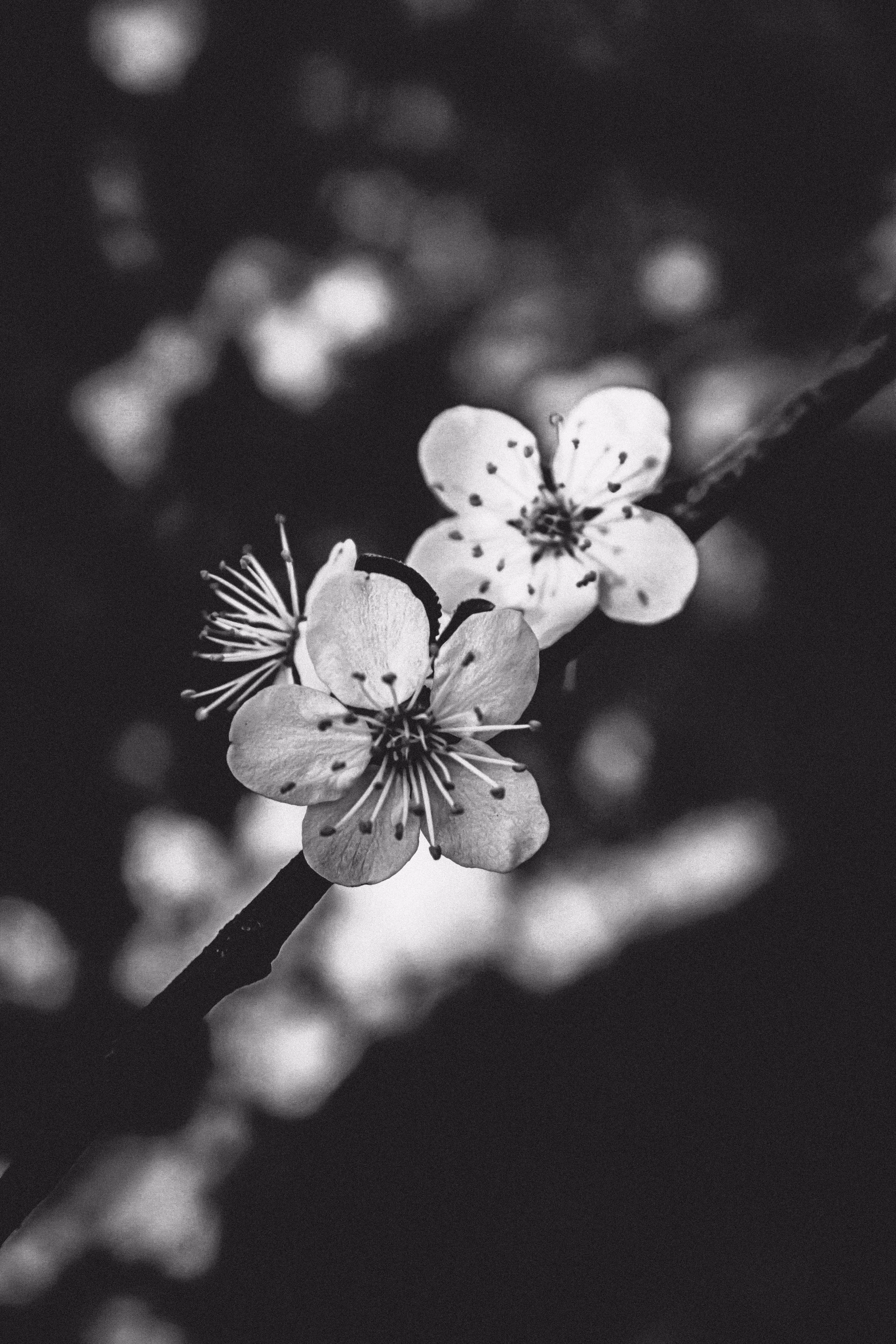 JB: B&W Nature: Monochrome Nature #028