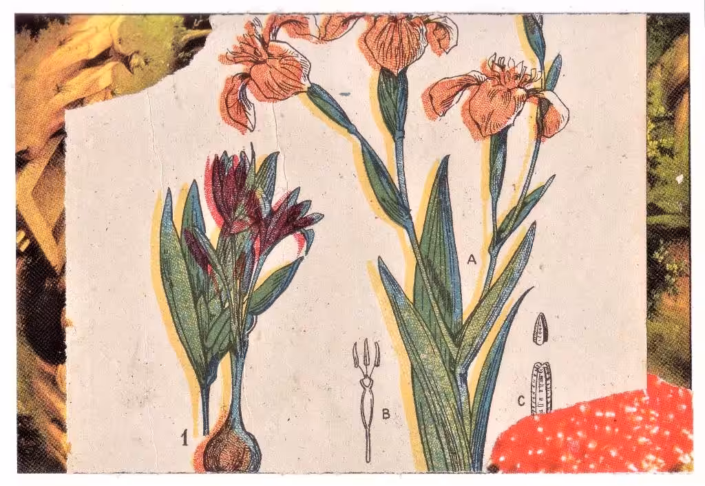 flowers