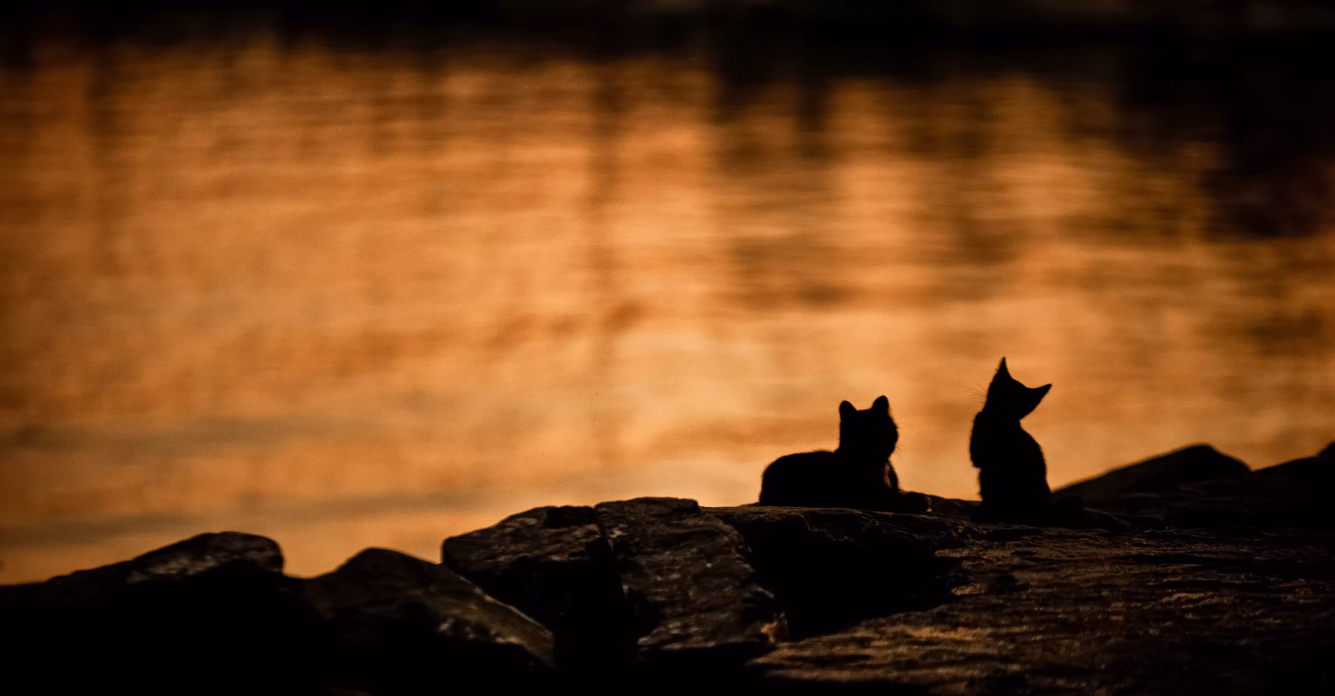 Sunset Enjoyers