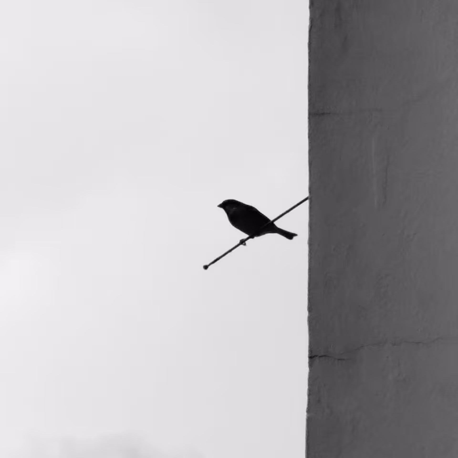 little Sparrow