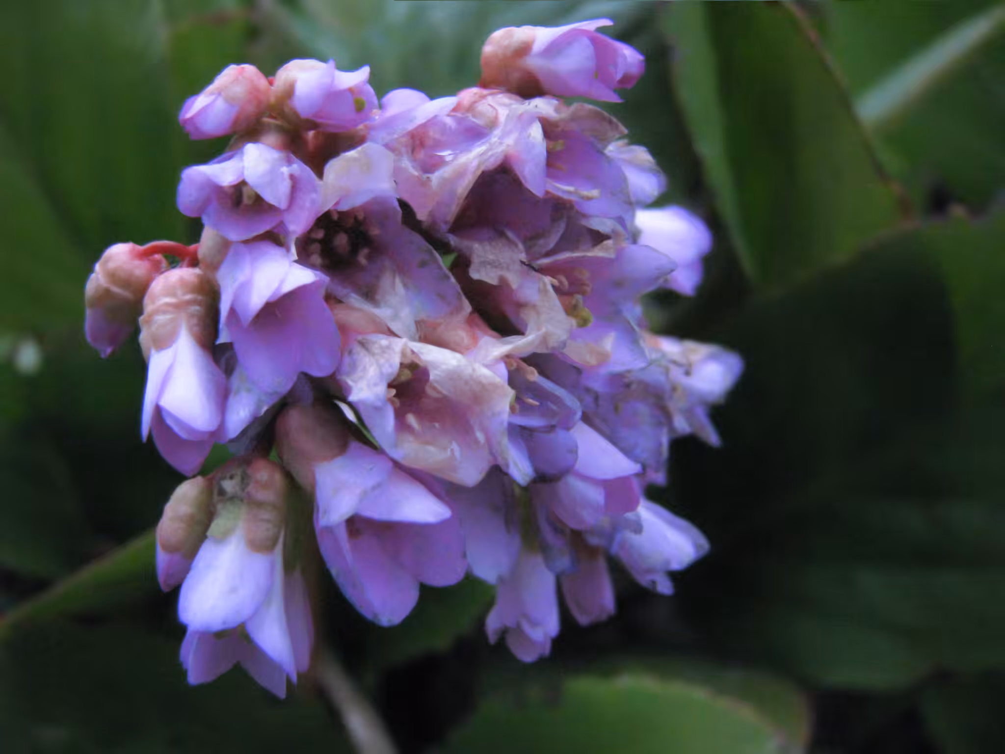 blomster
