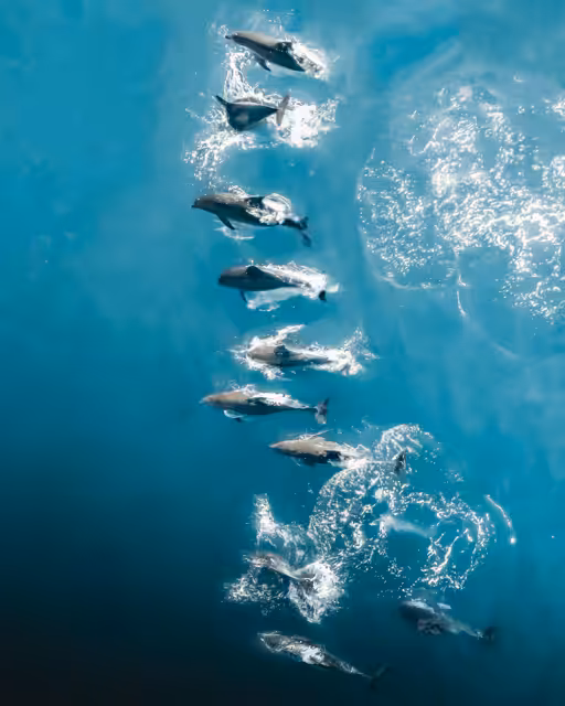 Ocean Raw #11