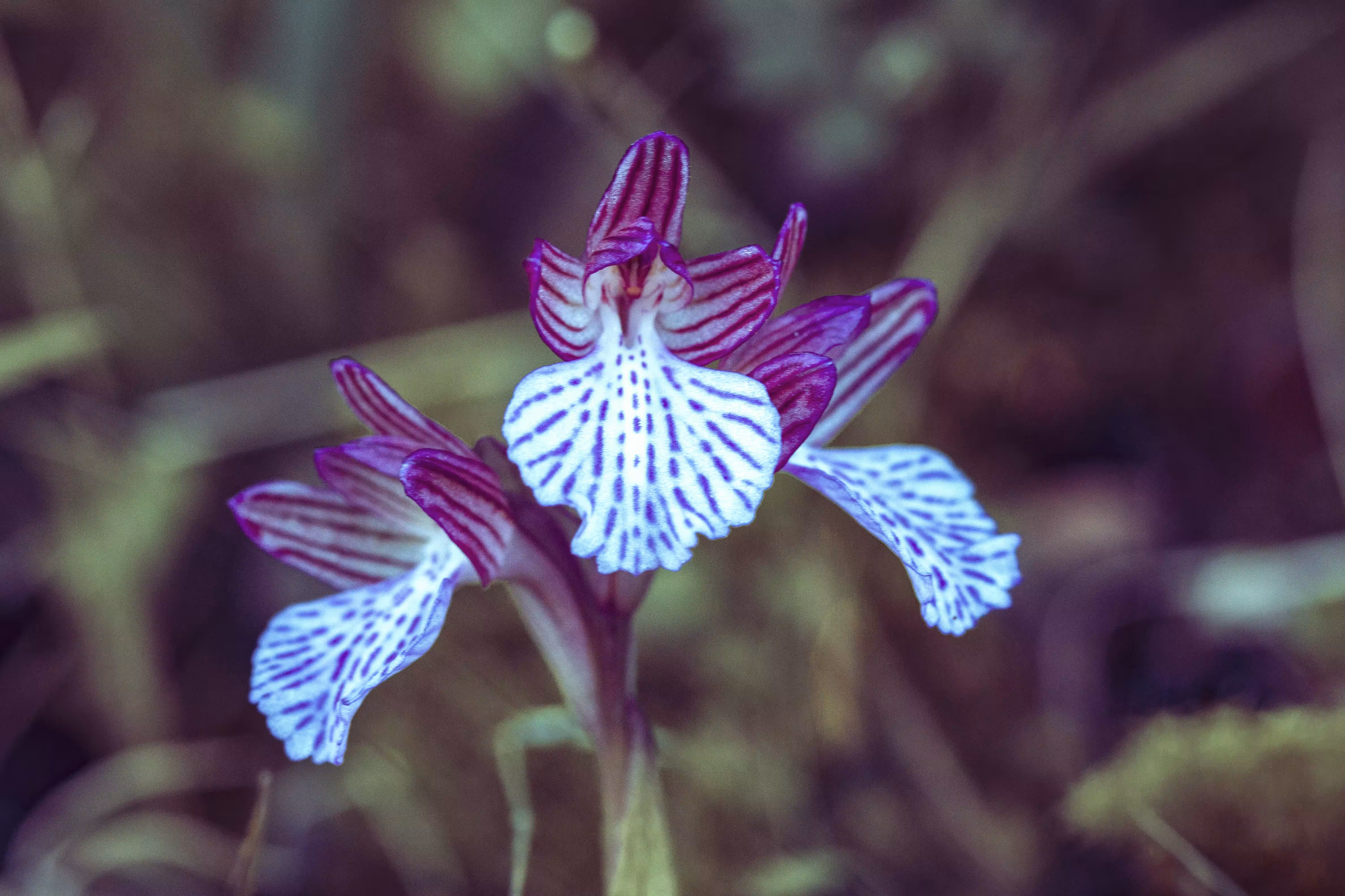 Butterfly  Orchid