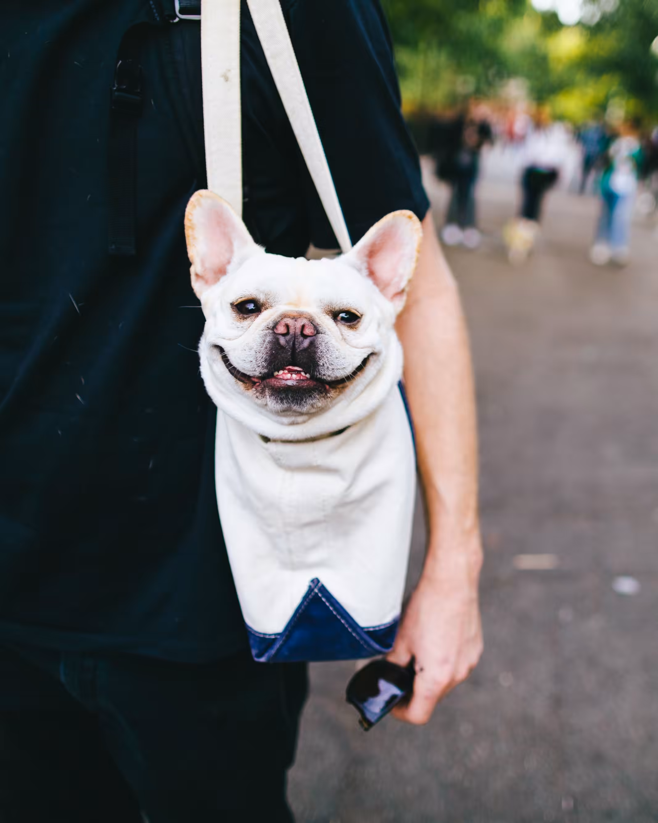 Dog Smiling