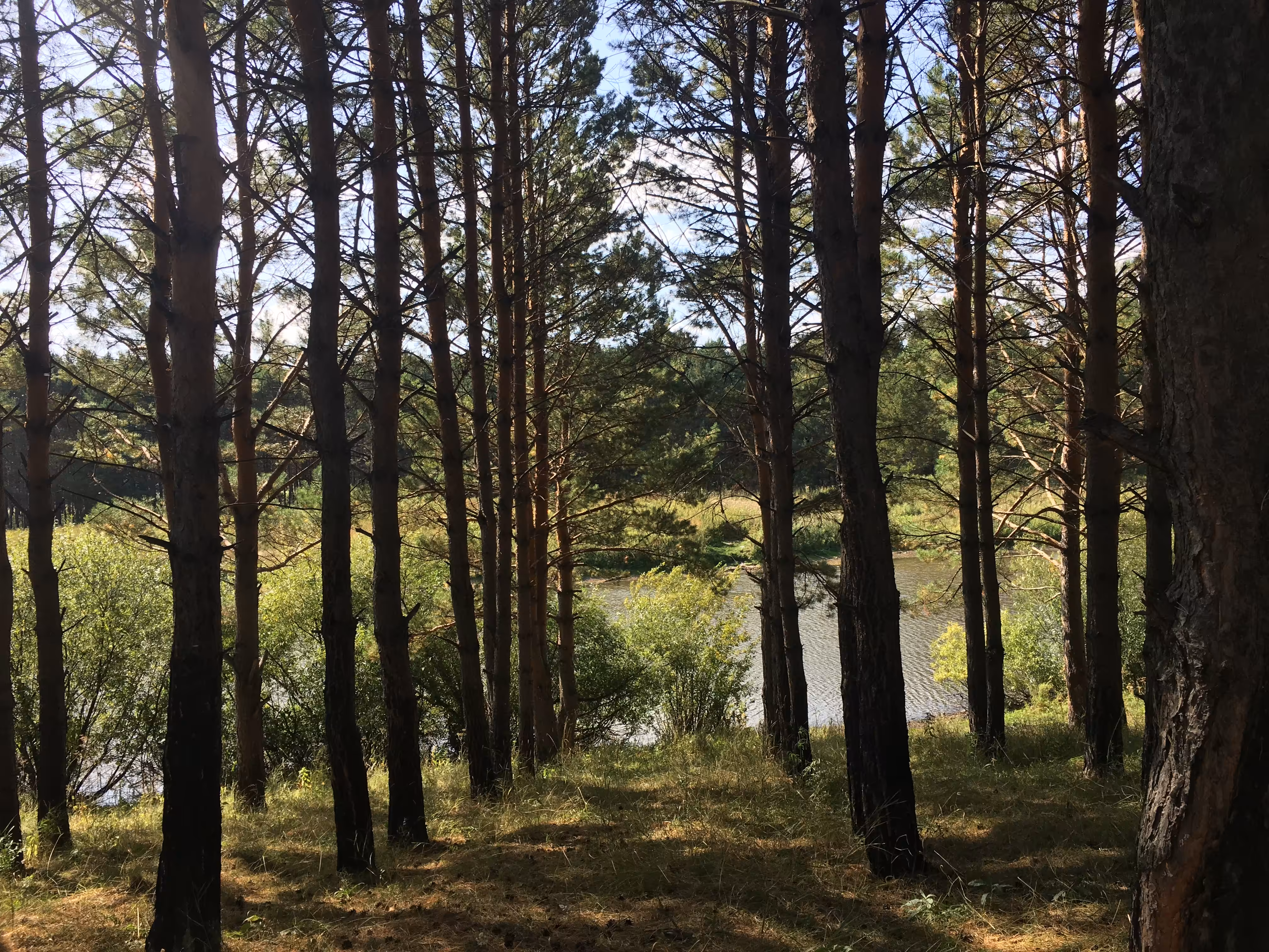 Forest