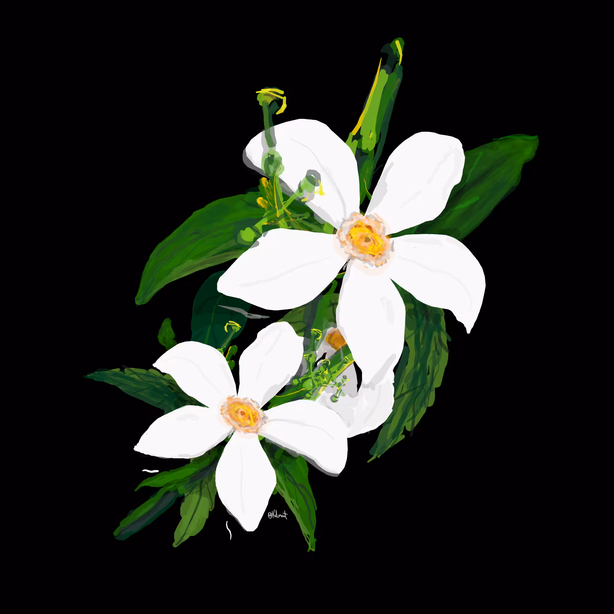 jasmine 2