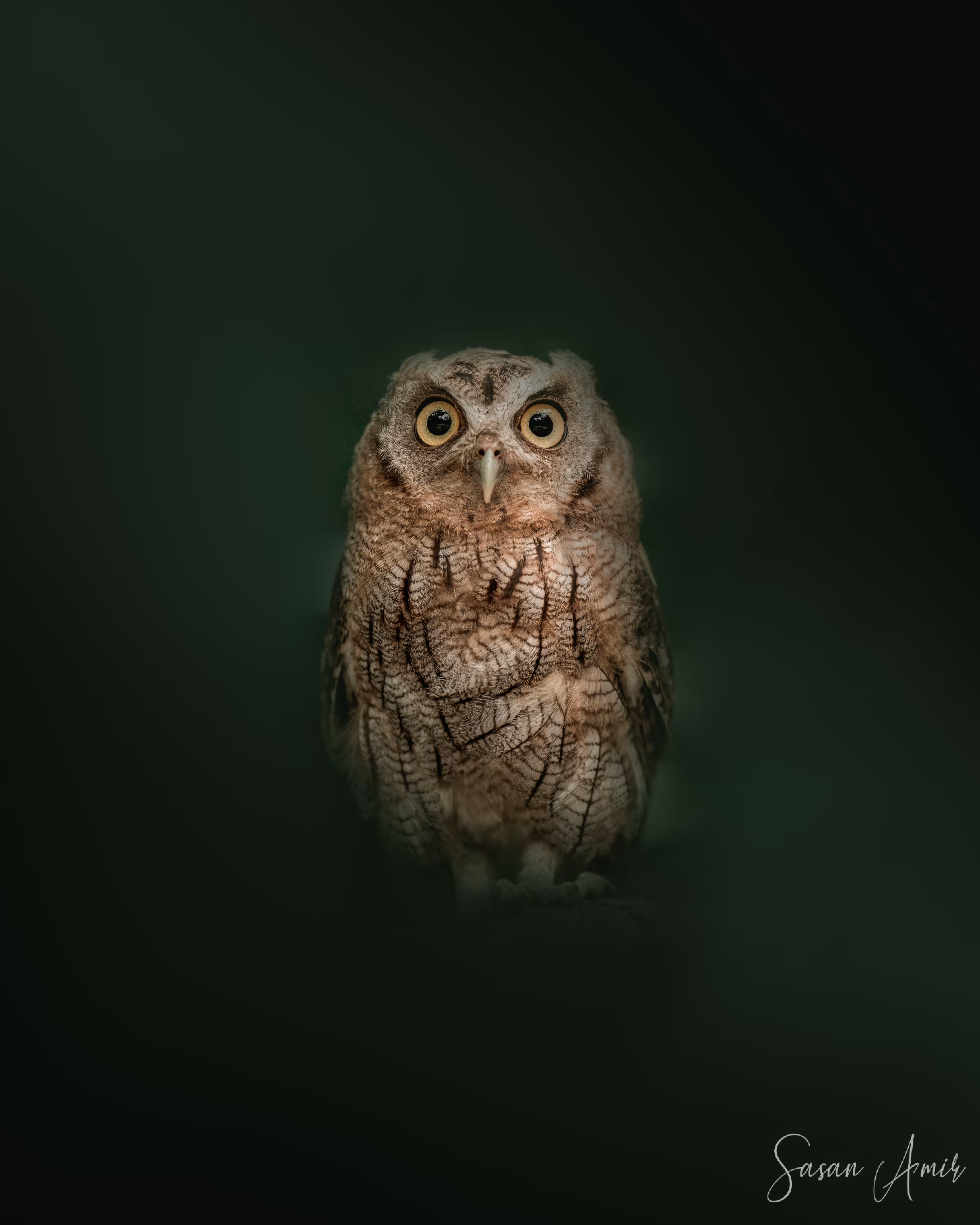 Night Vision