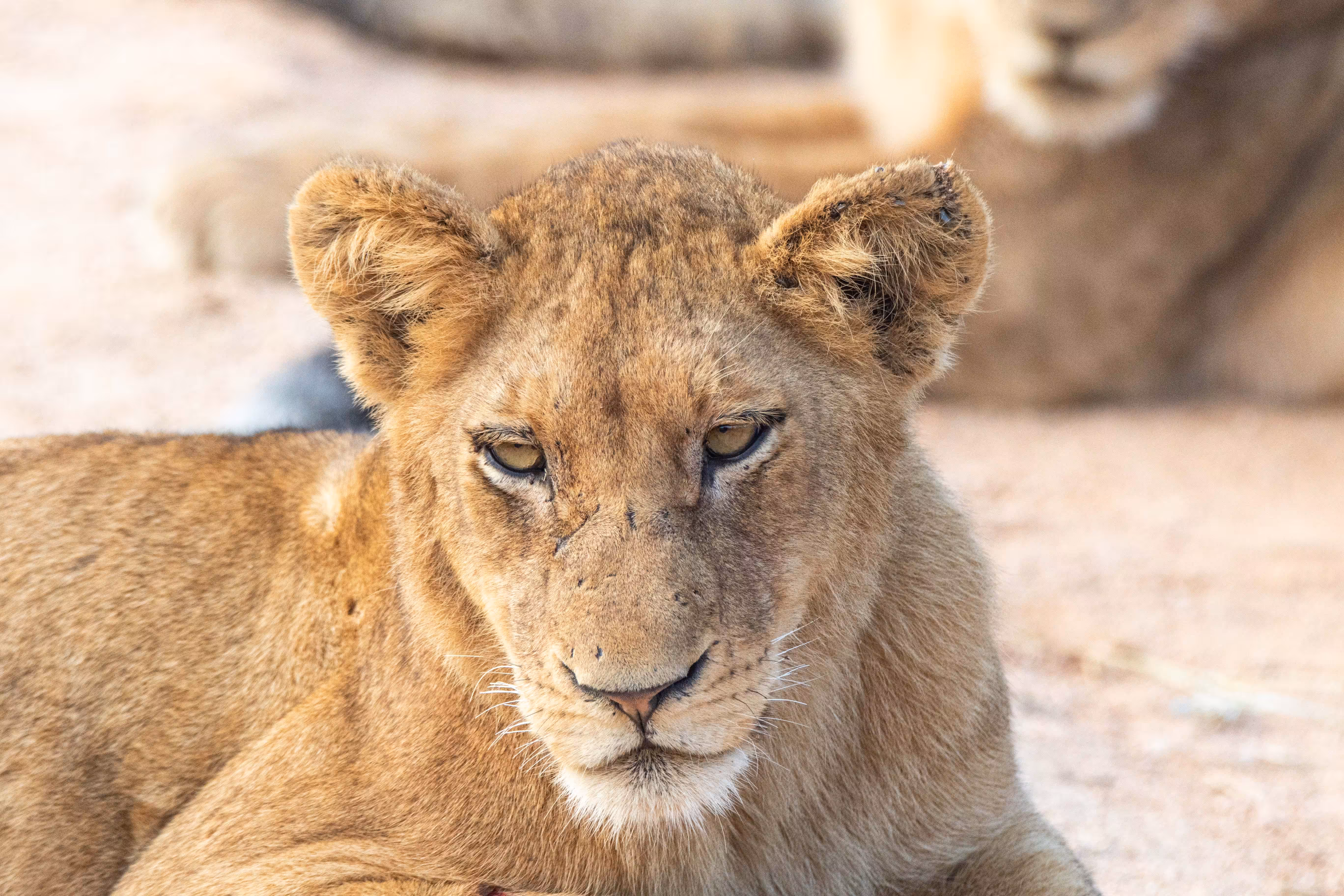 Wildlife in Africa: sleepy young lion
