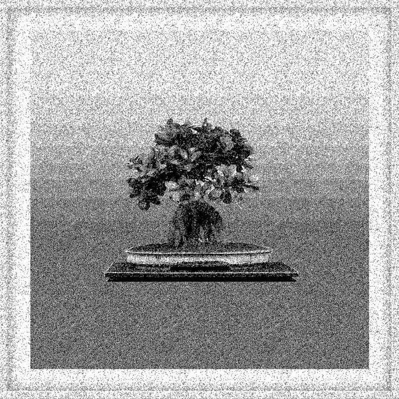 Bonsai Bonanza #53