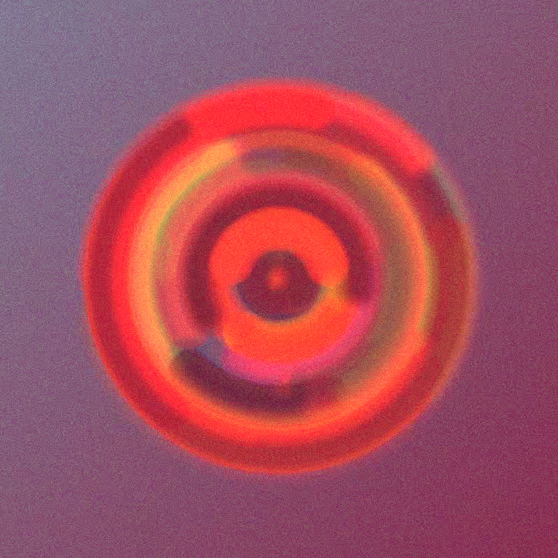 Wisp #808