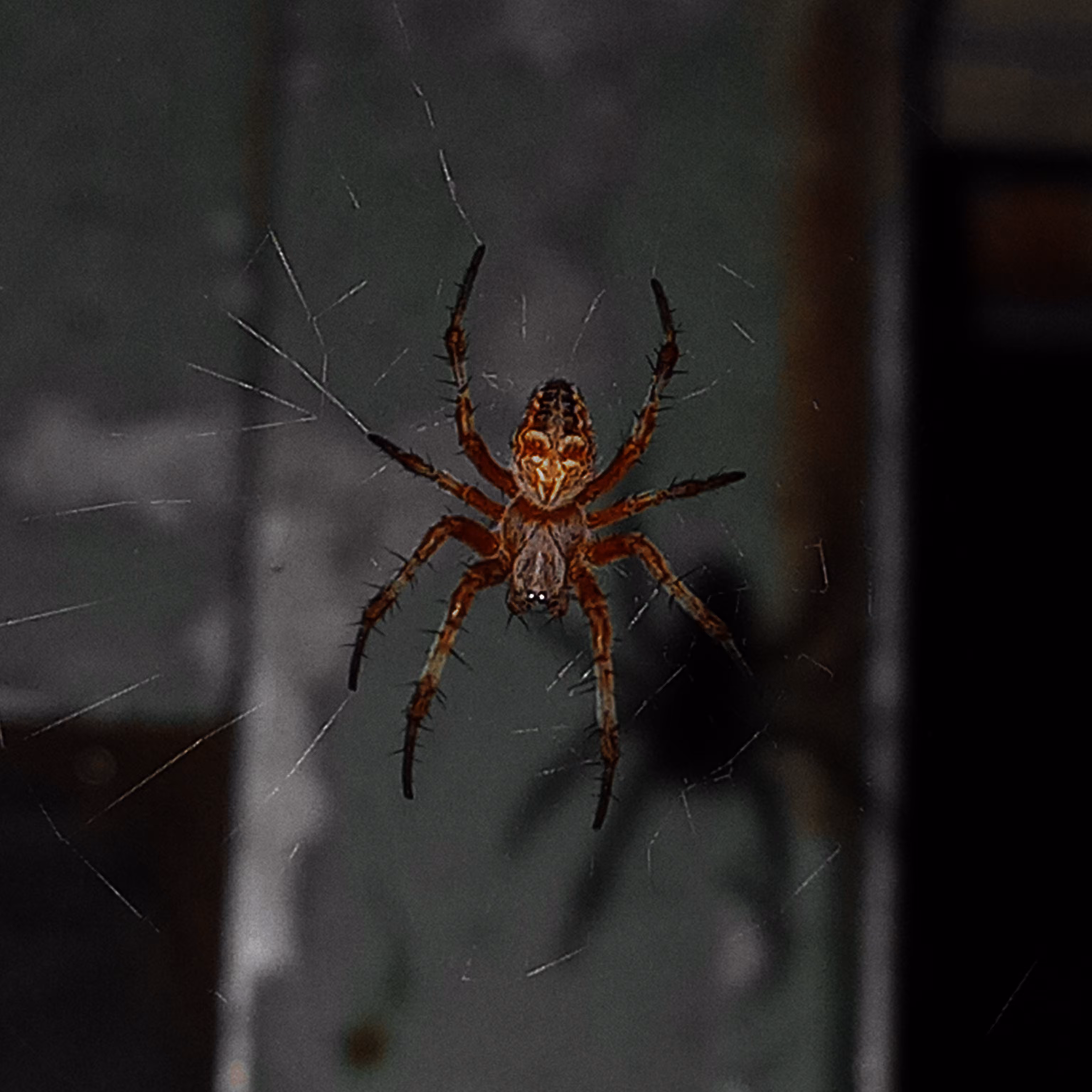 Night hunter