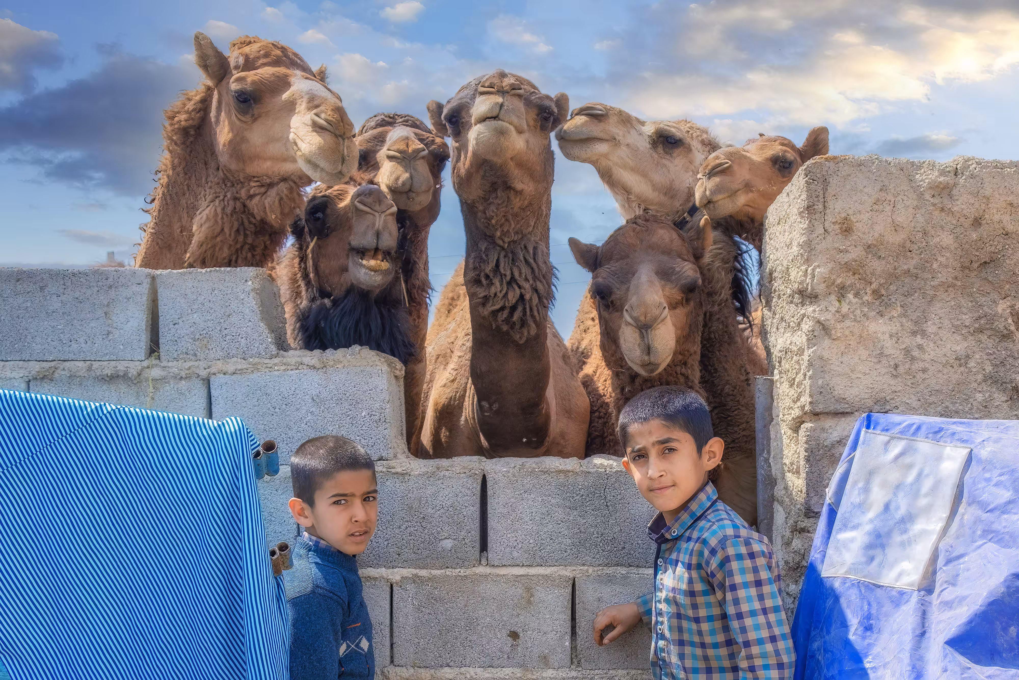 camel shepherd