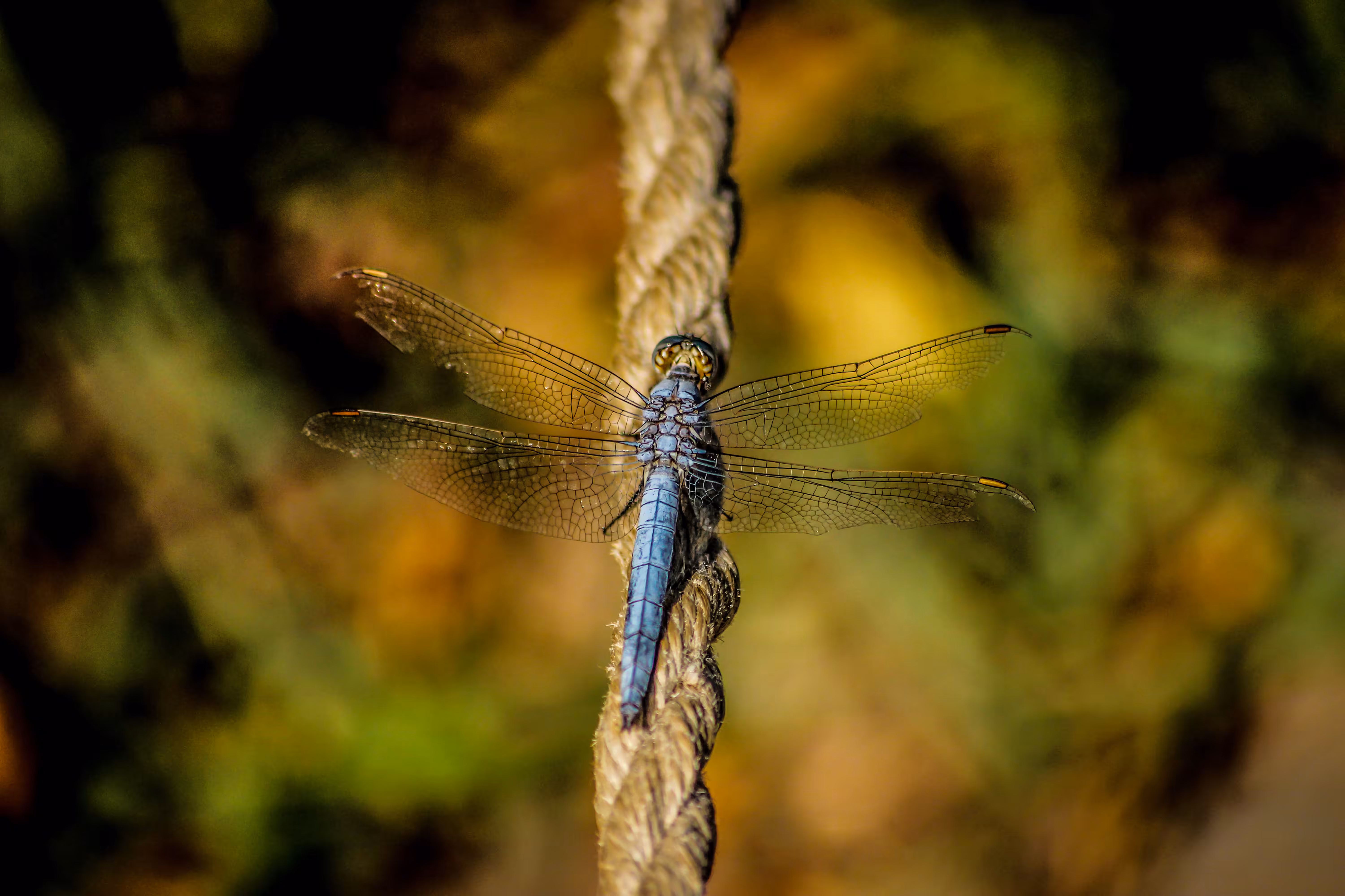 Zygoptera