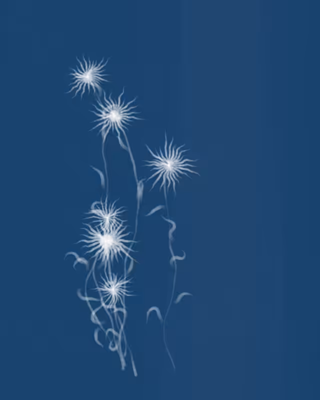 Cyanotypes #136