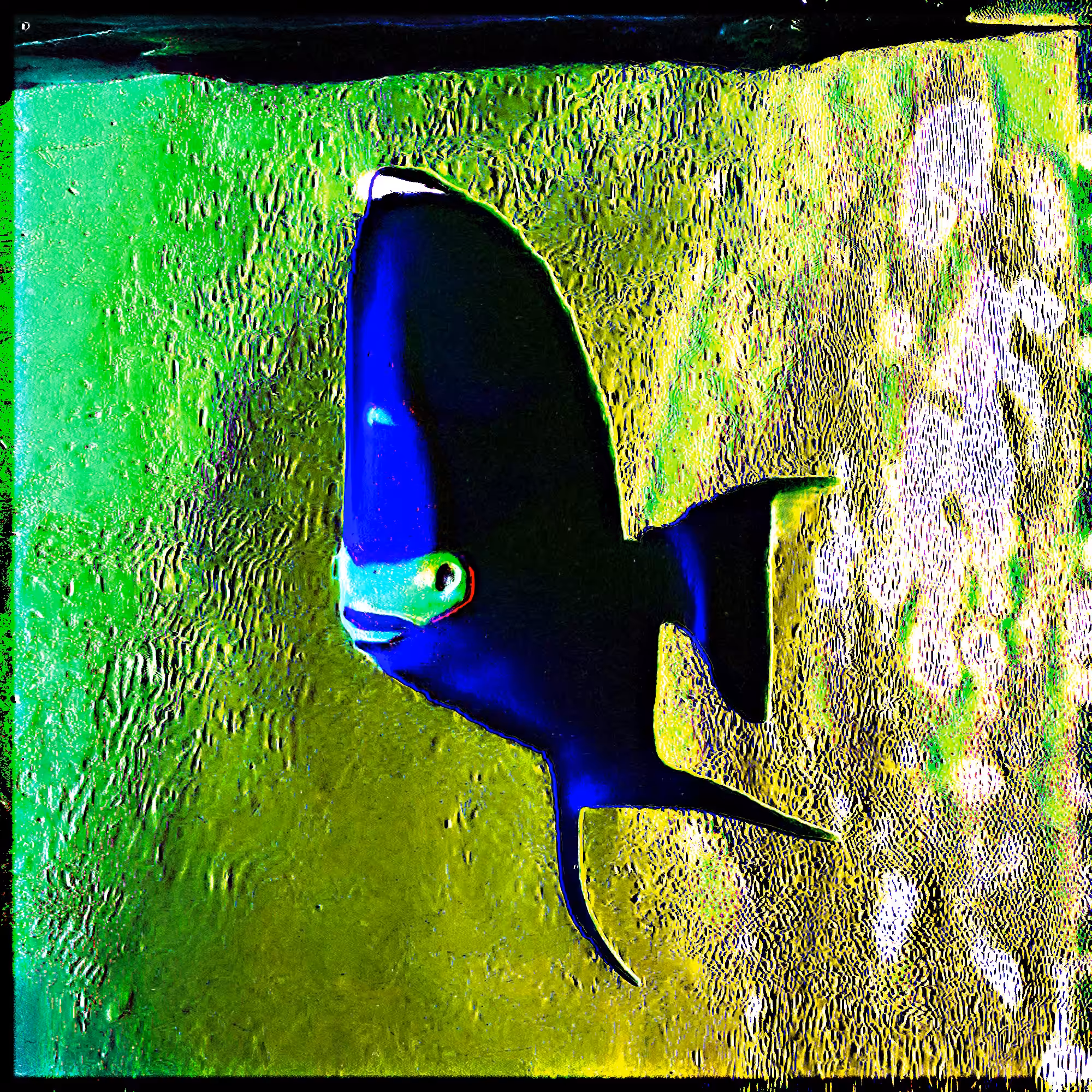 Dorsomirum spinae (19)