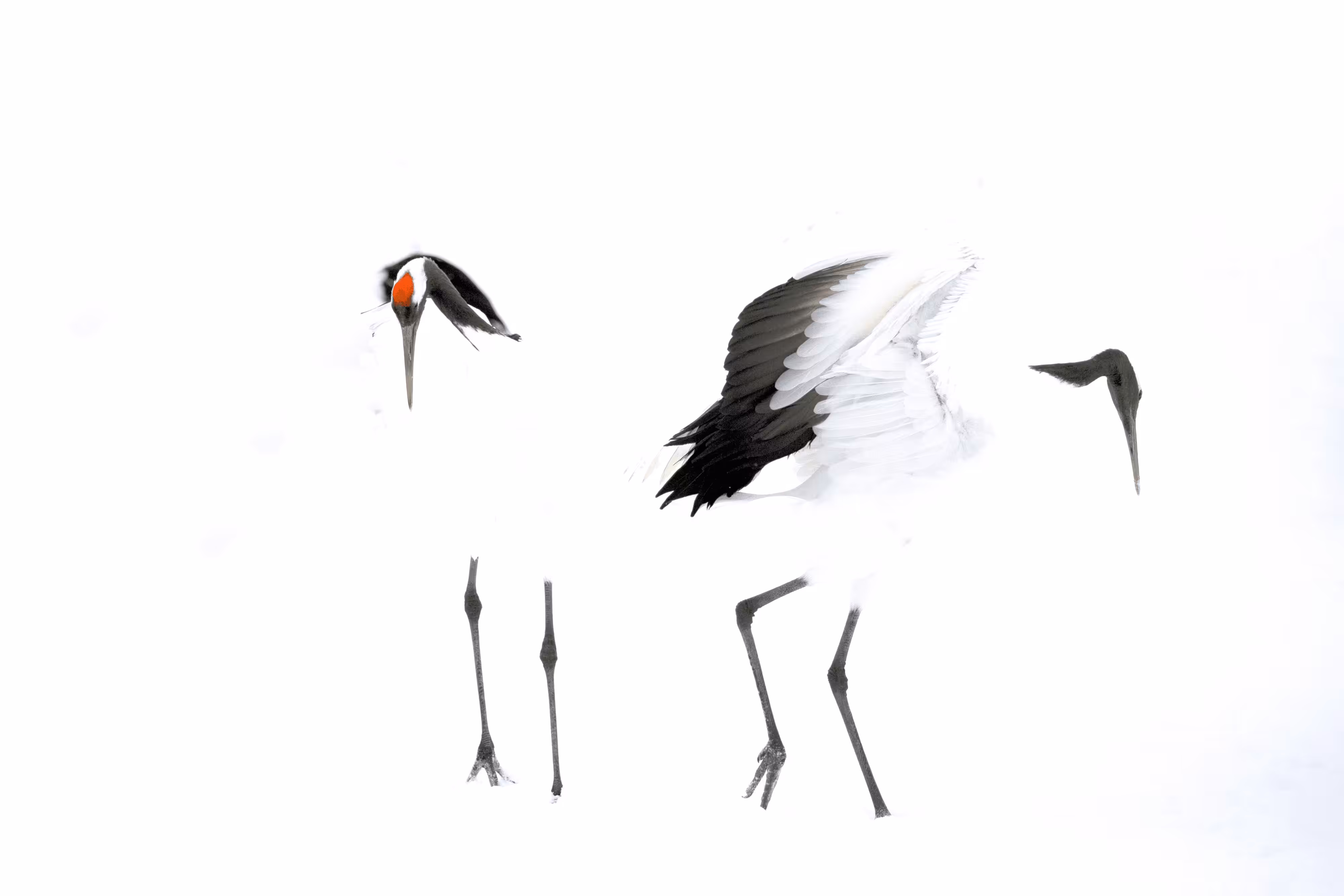 Japan Winter Wildlife