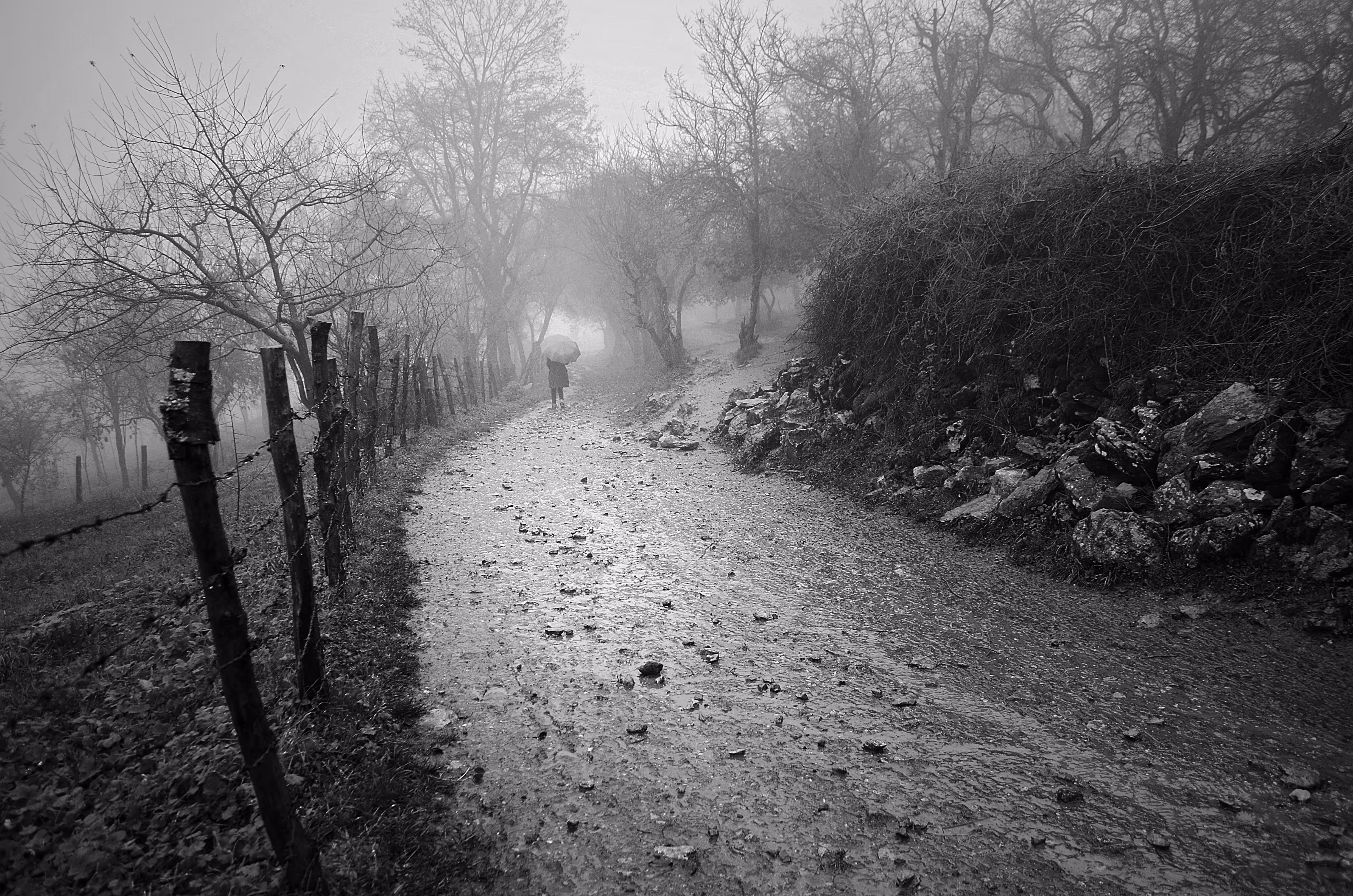 Fog