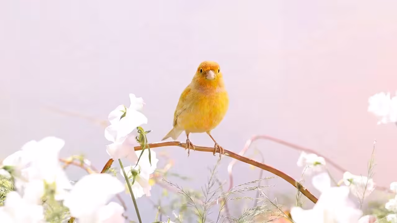 Birds Observations: Alex, A Place Between
