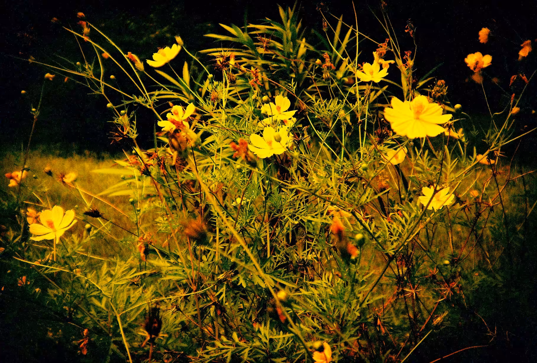 Redscale - Flowers