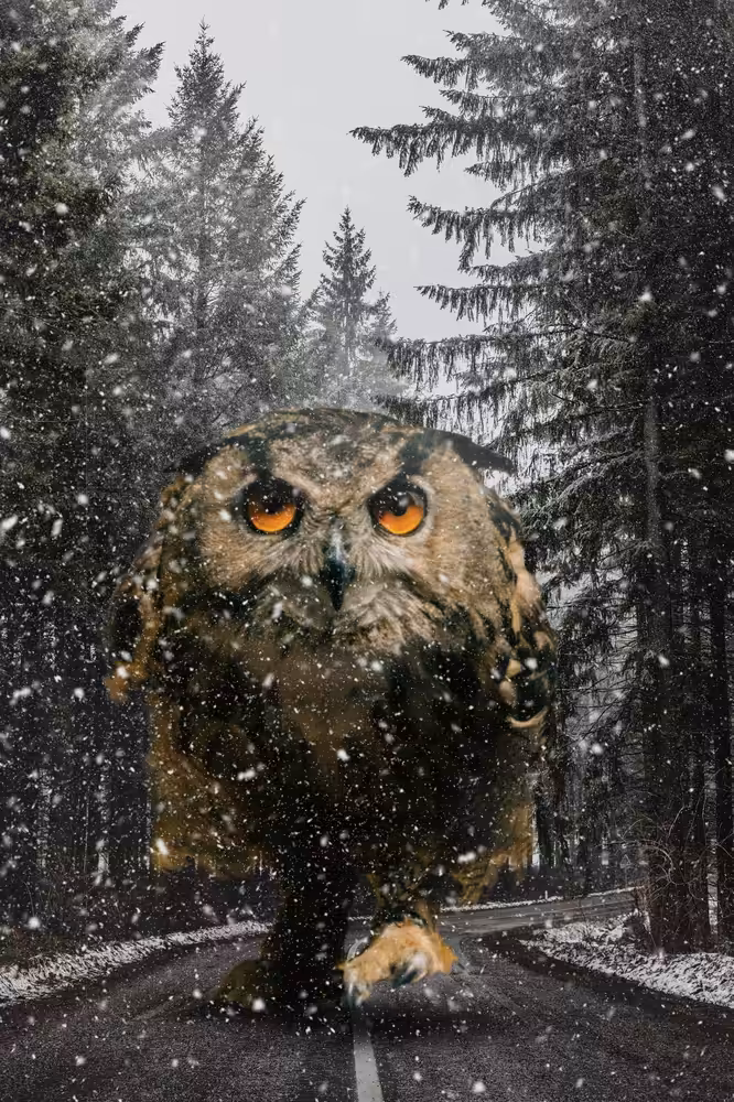 Road Owl