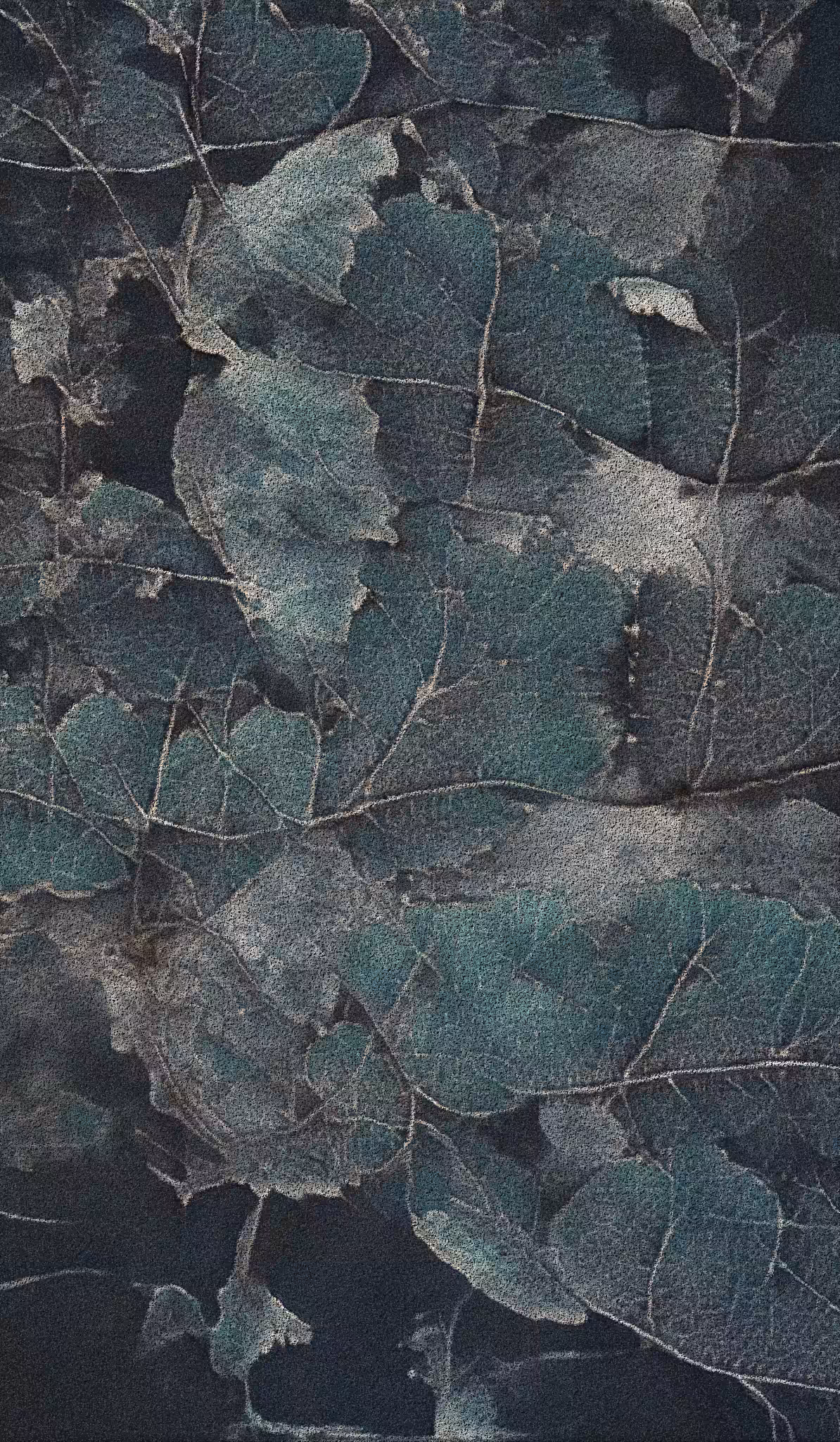 APPARATUS-VITIS: Apparatus Vitis #58