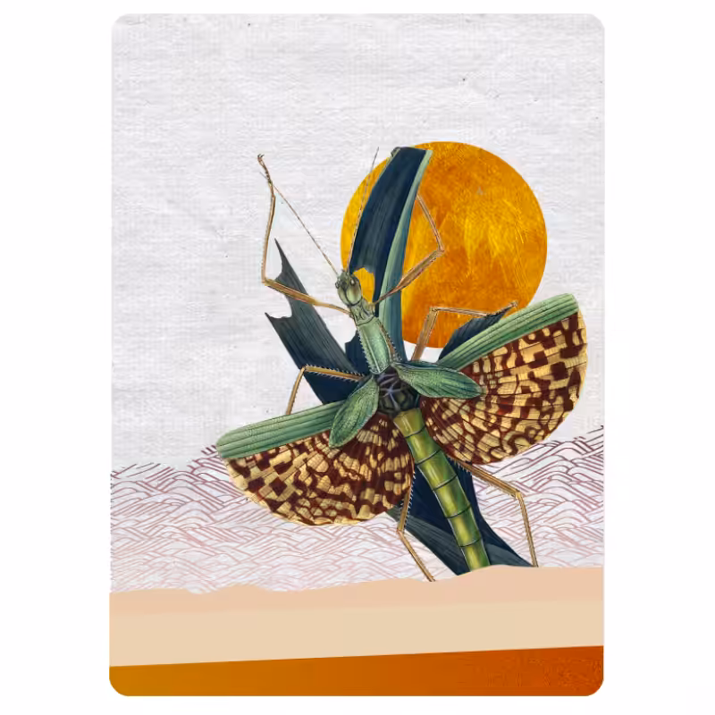 Dorado #9
