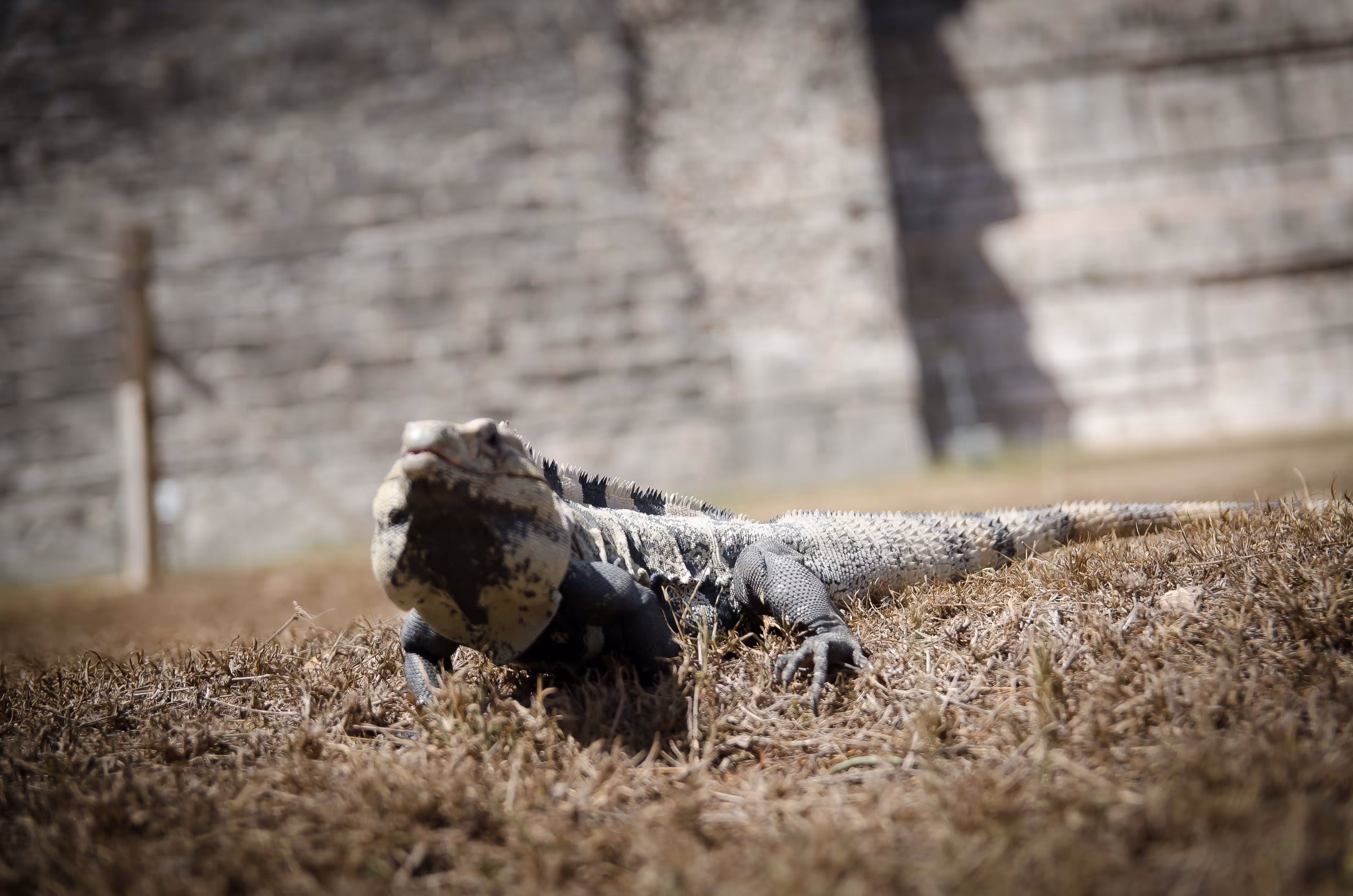 Iguana
