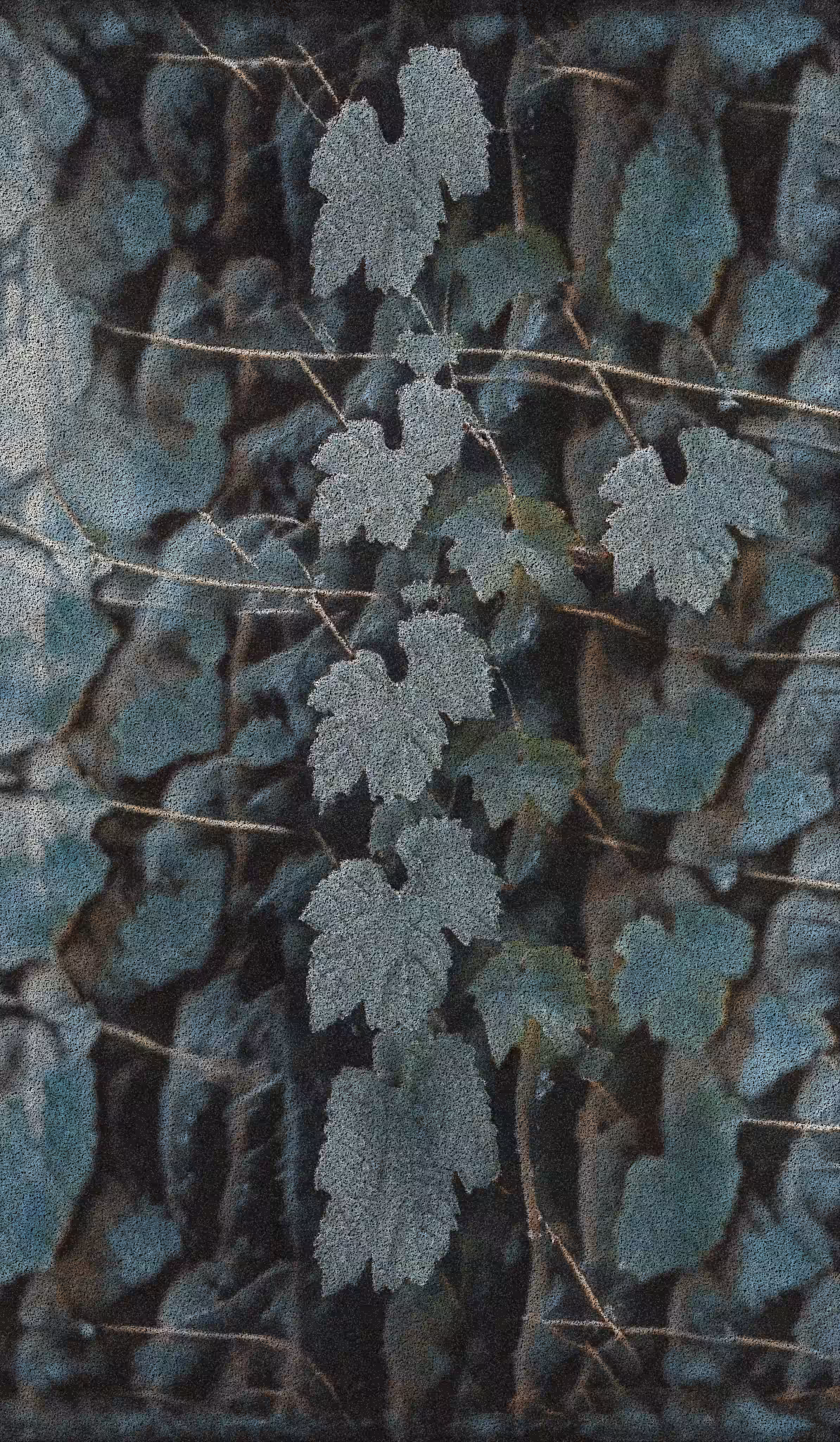 Apparatus Vitis #73