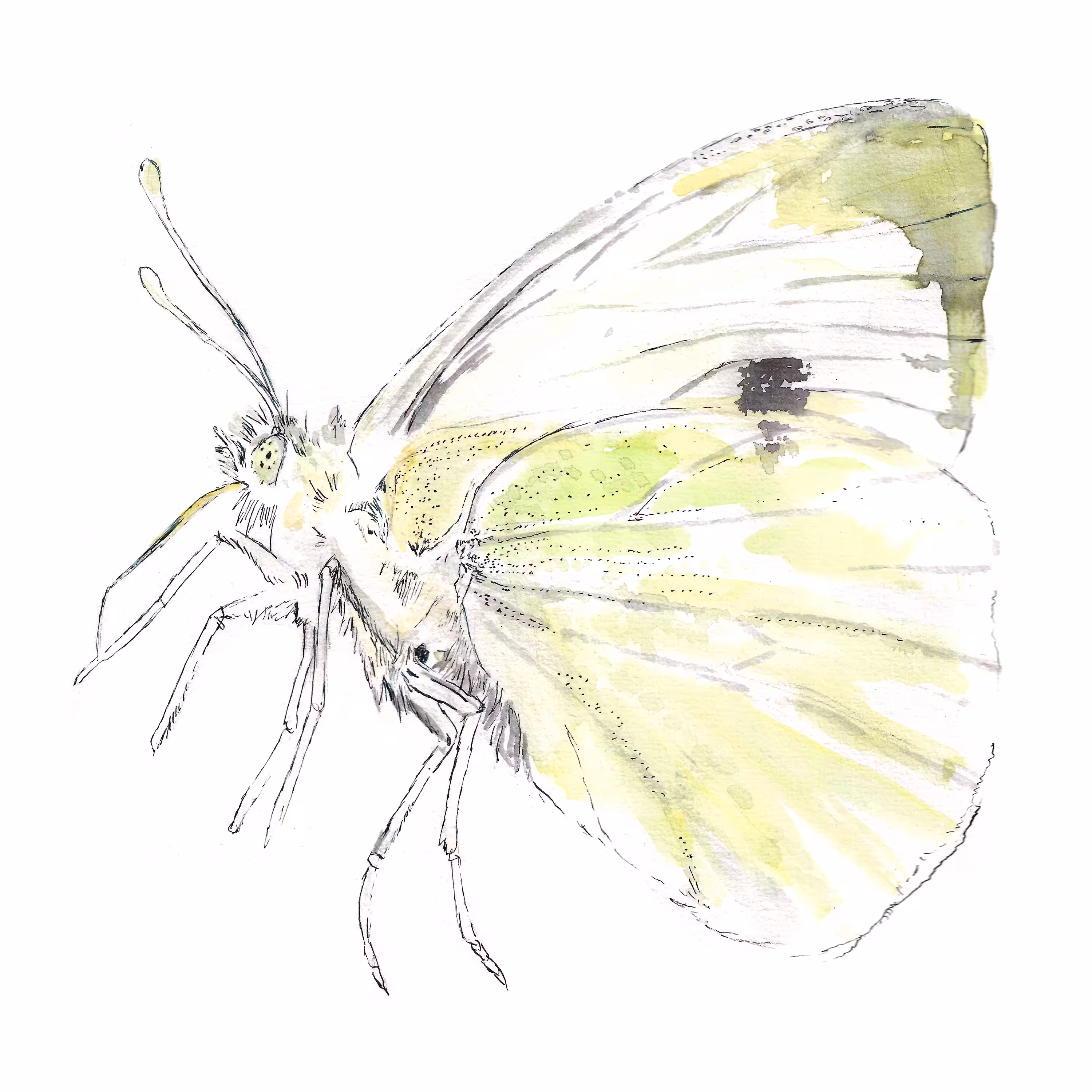 White Cabbage Butterfly 