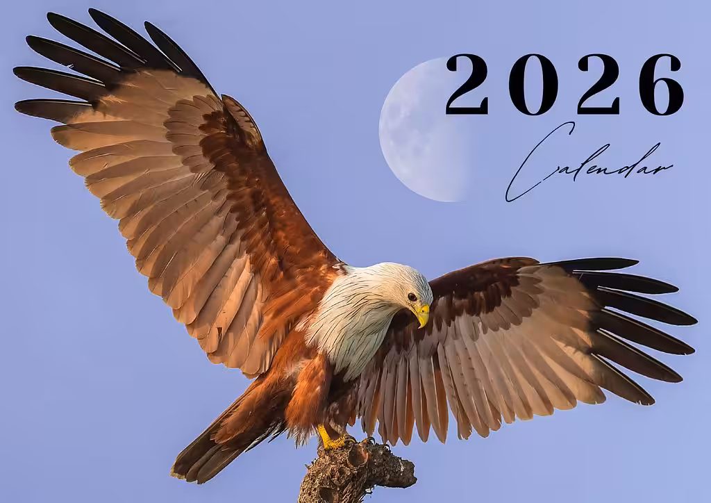 Photo Calendar 2026 (Birds)