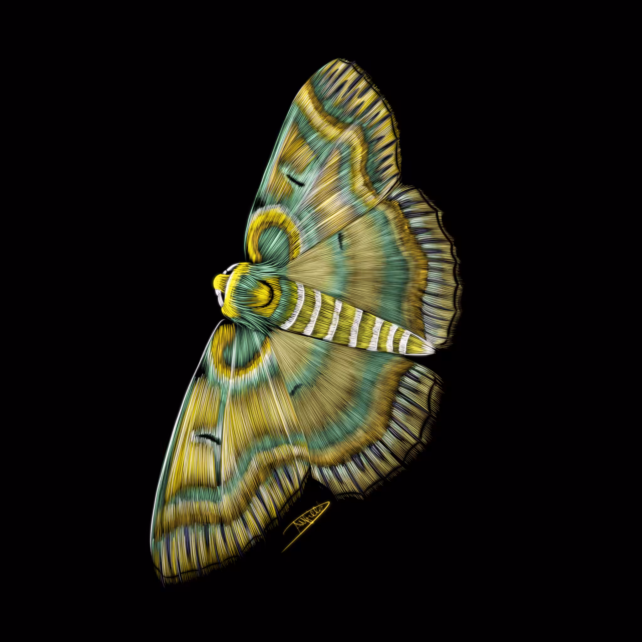 Moth #1